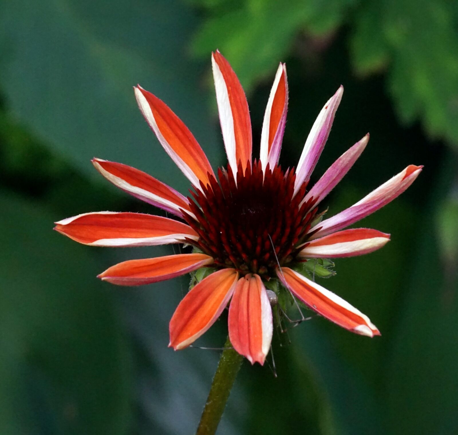 Sony Alpha a5000 (ILCE 5000) + Sony E 55-210mm F4.5-6.3 OSS sample photo. Echinazea, flower, blossom photography