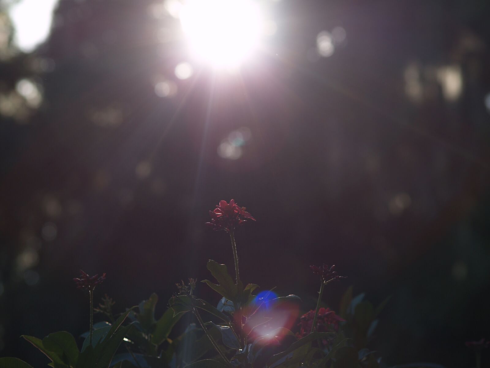 Olympus E-500 (EVOLT E-500) sample photo. Flowers, red flowers, sunshine photography