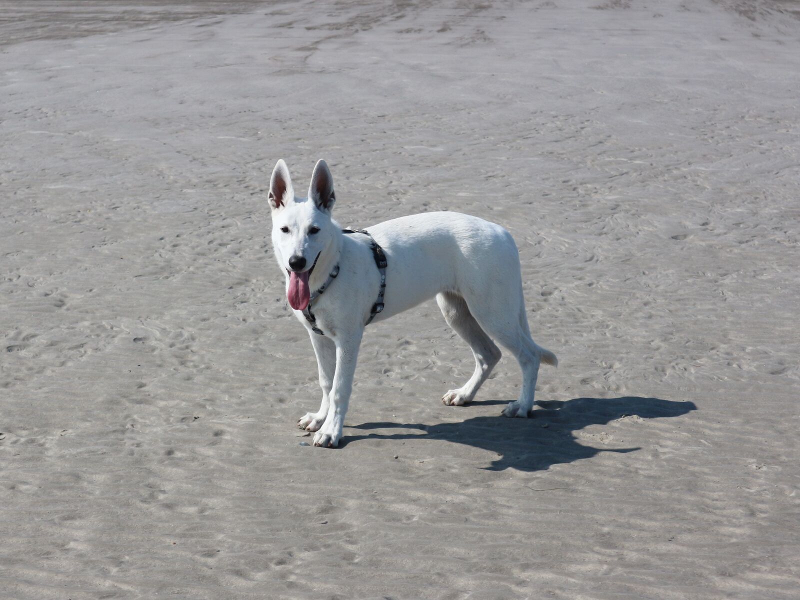 Canon EOS M10 sample photo. White shepherd dog, white photography