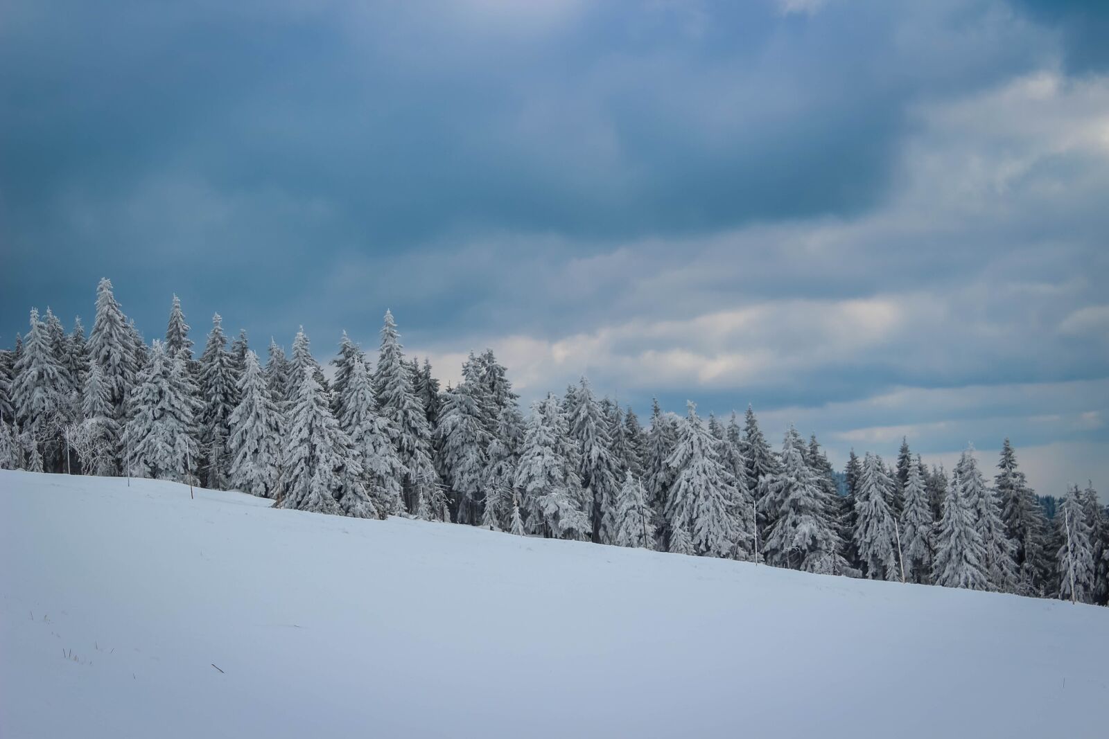 Canon EOS 100D (EOS Rebel SL1 / EOS Kiss X7) sample photo. Snow, tree, nature photography