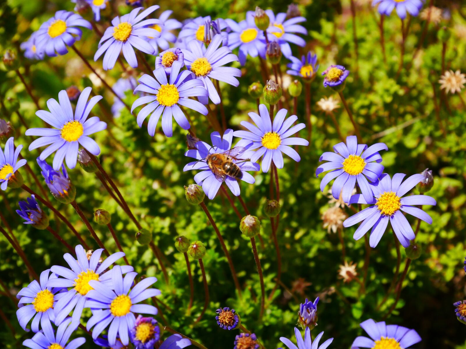 Panasonic Lumix DMC-GX85 (Lumix DMC-GX80 / Lumix DMC-GX7 Mark II) sample photo. Flowers, purple, yellow photography