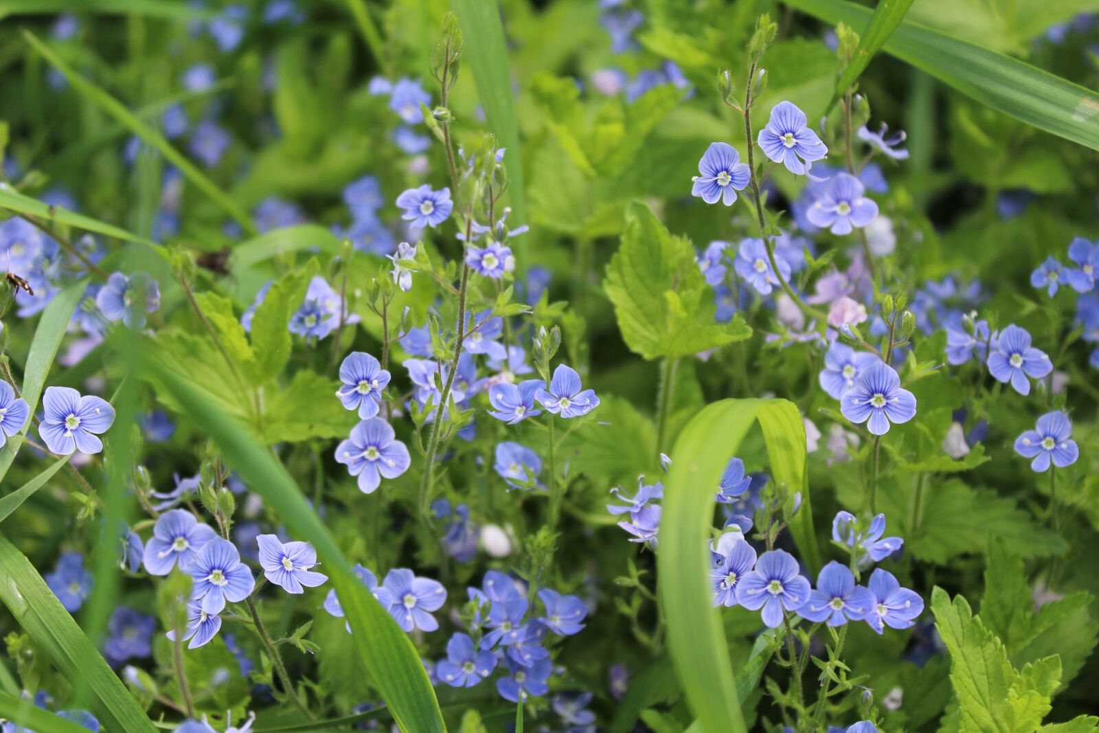 Canon EOS 1200D (EOS Rebel T5 / EOS Kiss X70 / EOS Hi) sample photo. Veronica dubravnaya, flowers, macro photography