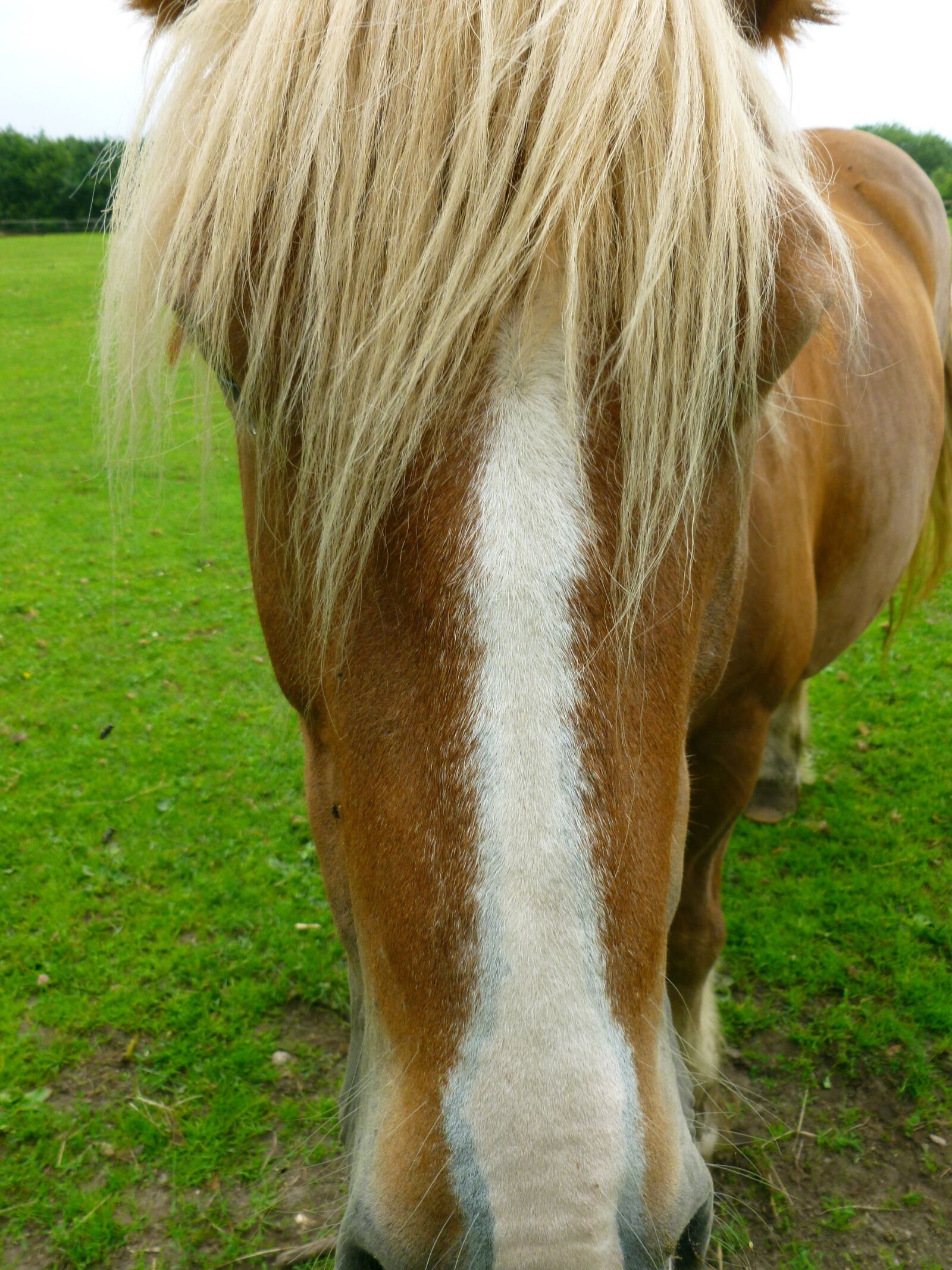 Panasonic DMC-FS37 sample photo. Horse, horse head, head photography