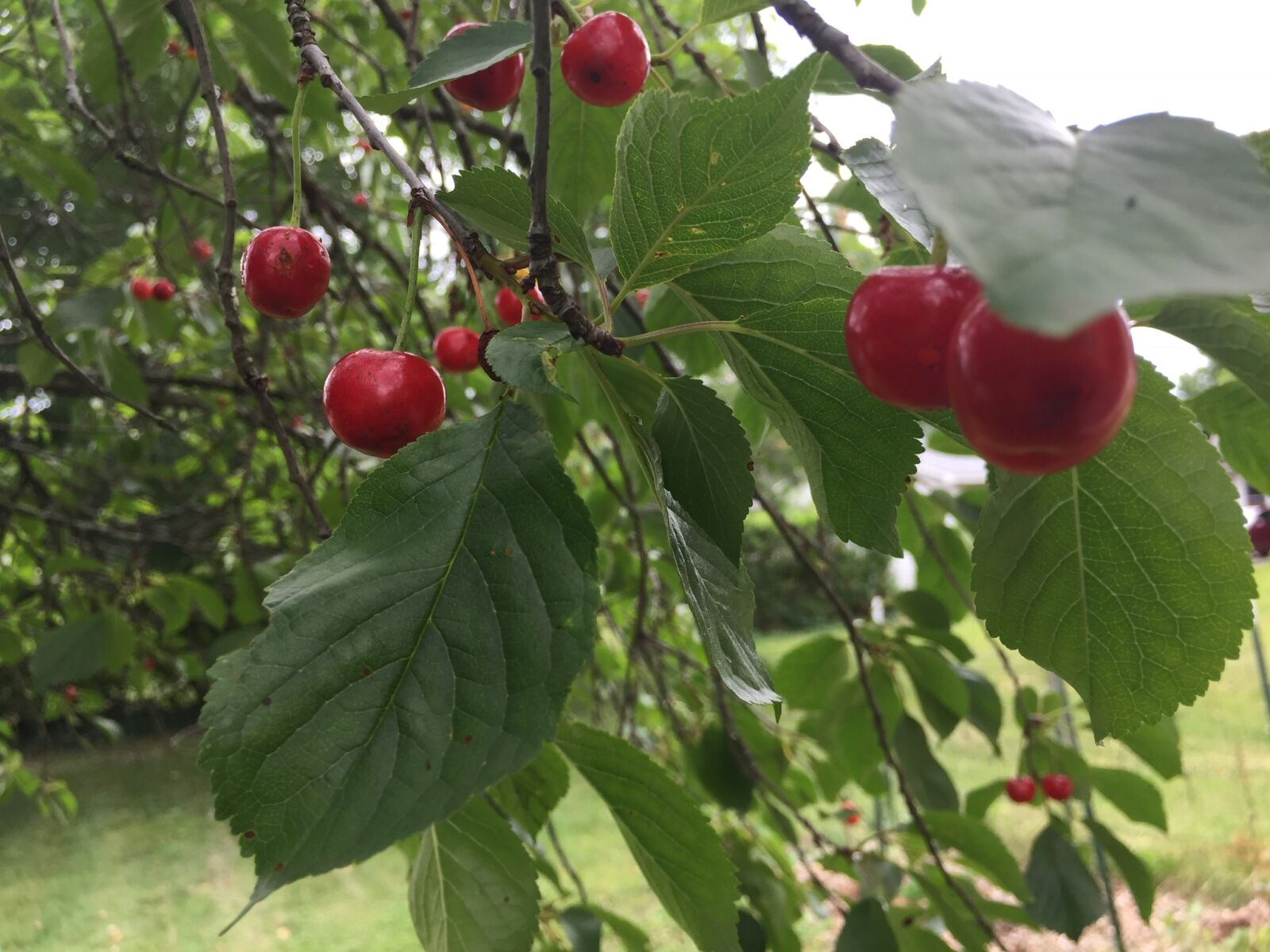 iPhone 6 back camera 4.15mm f/2.2 sample photo