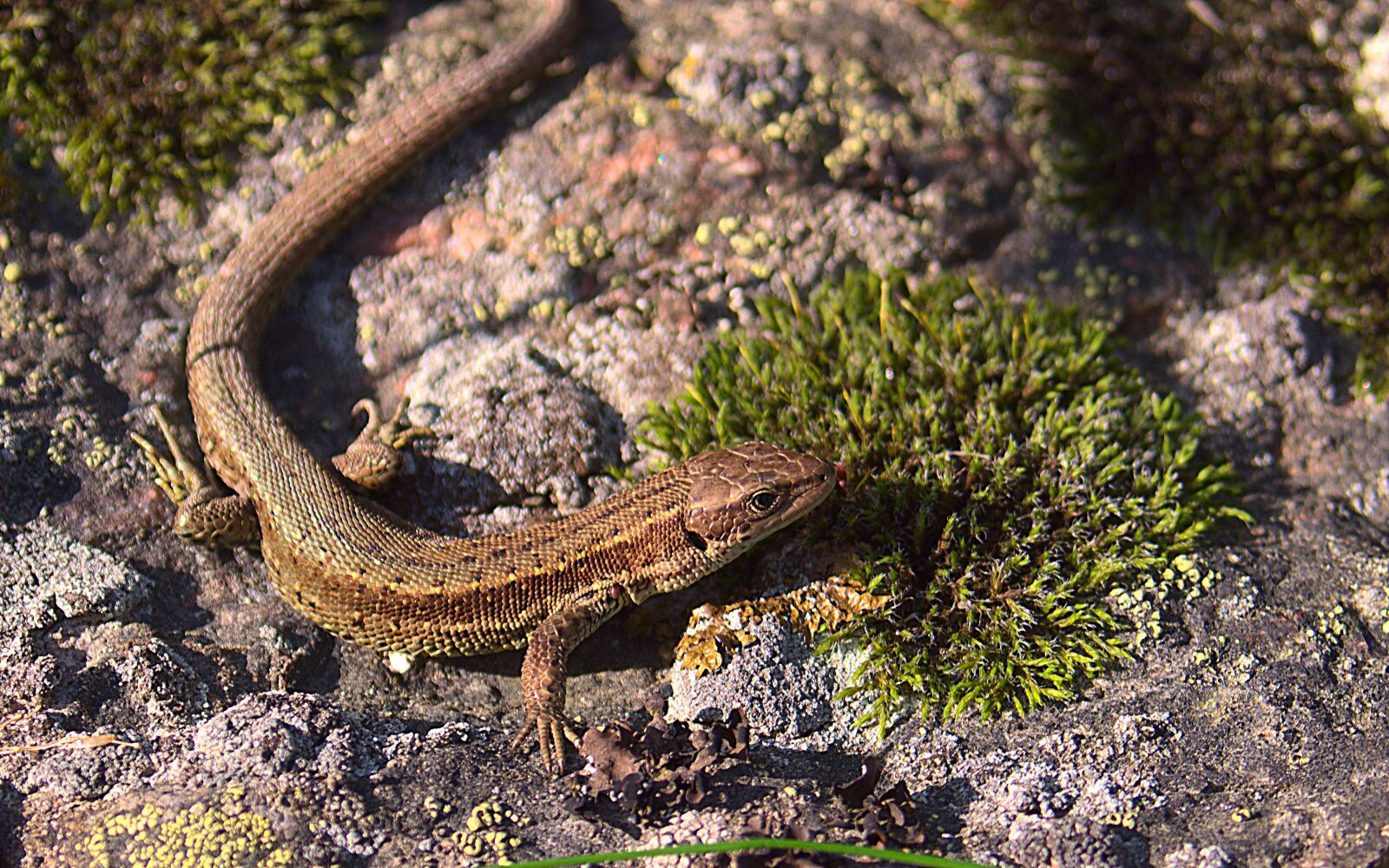 Pentax K-50 sample photo. Lizard, reptile, stone photography
