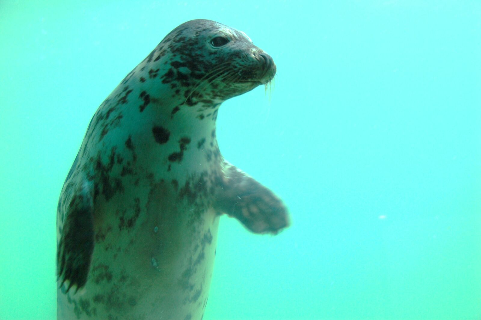 Nikon D40 sample photo. Seal, cornish seal sanctuary photography