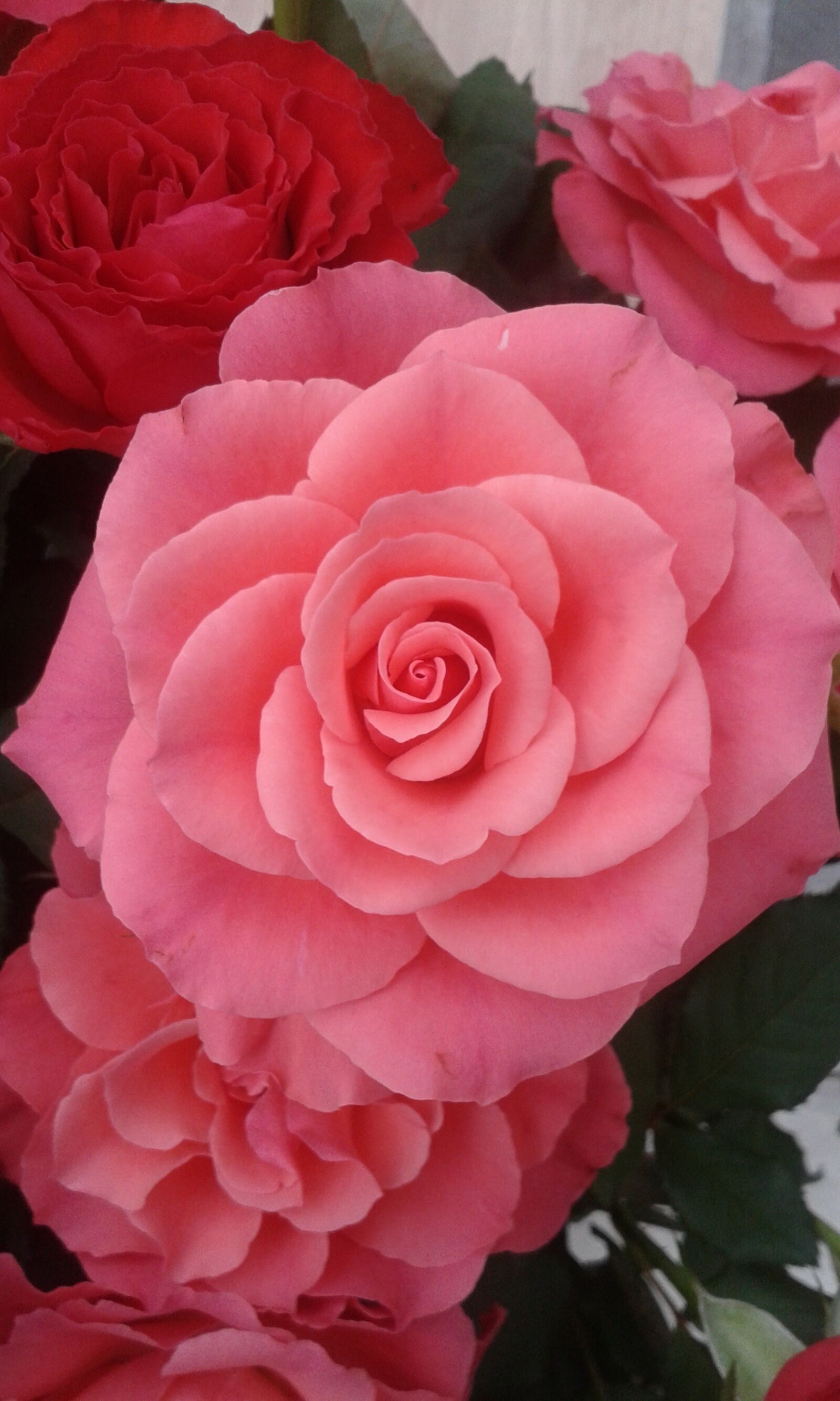 Samsung Galaxy Ace Style sample photo. Rose, pink, flower photography
