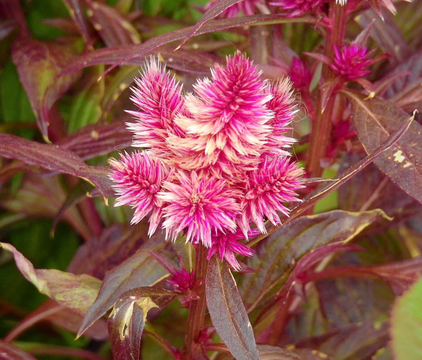 Nikon Coolpix P900 sample photo. Flower, beauty, nature photography