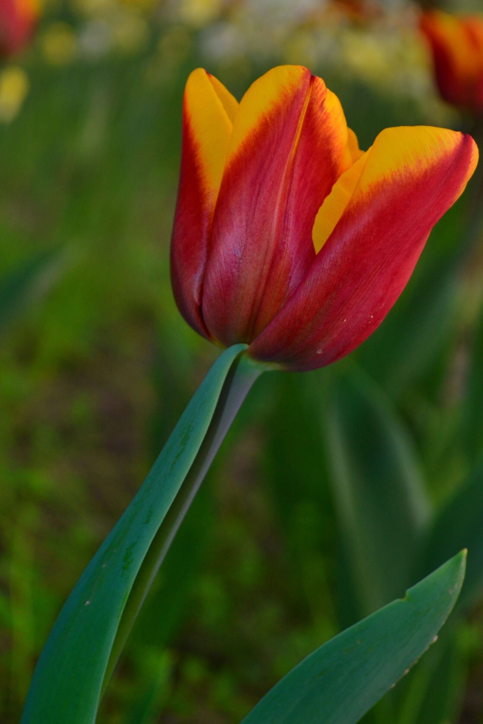 Nikon D3100 sample photo. Tulip, only, green photography