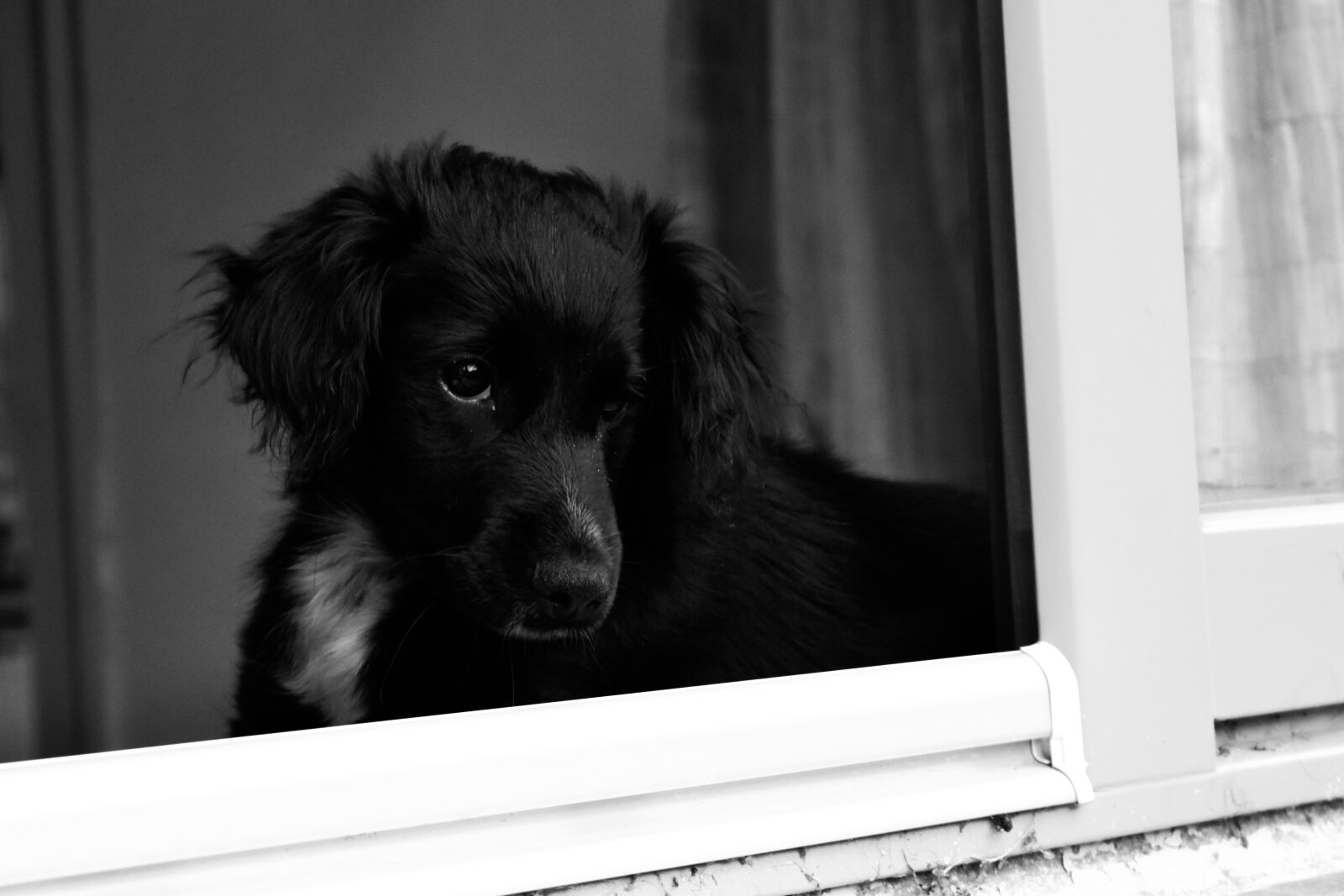 Nikon D5600 sample photo. Dog, animal, puppy photography