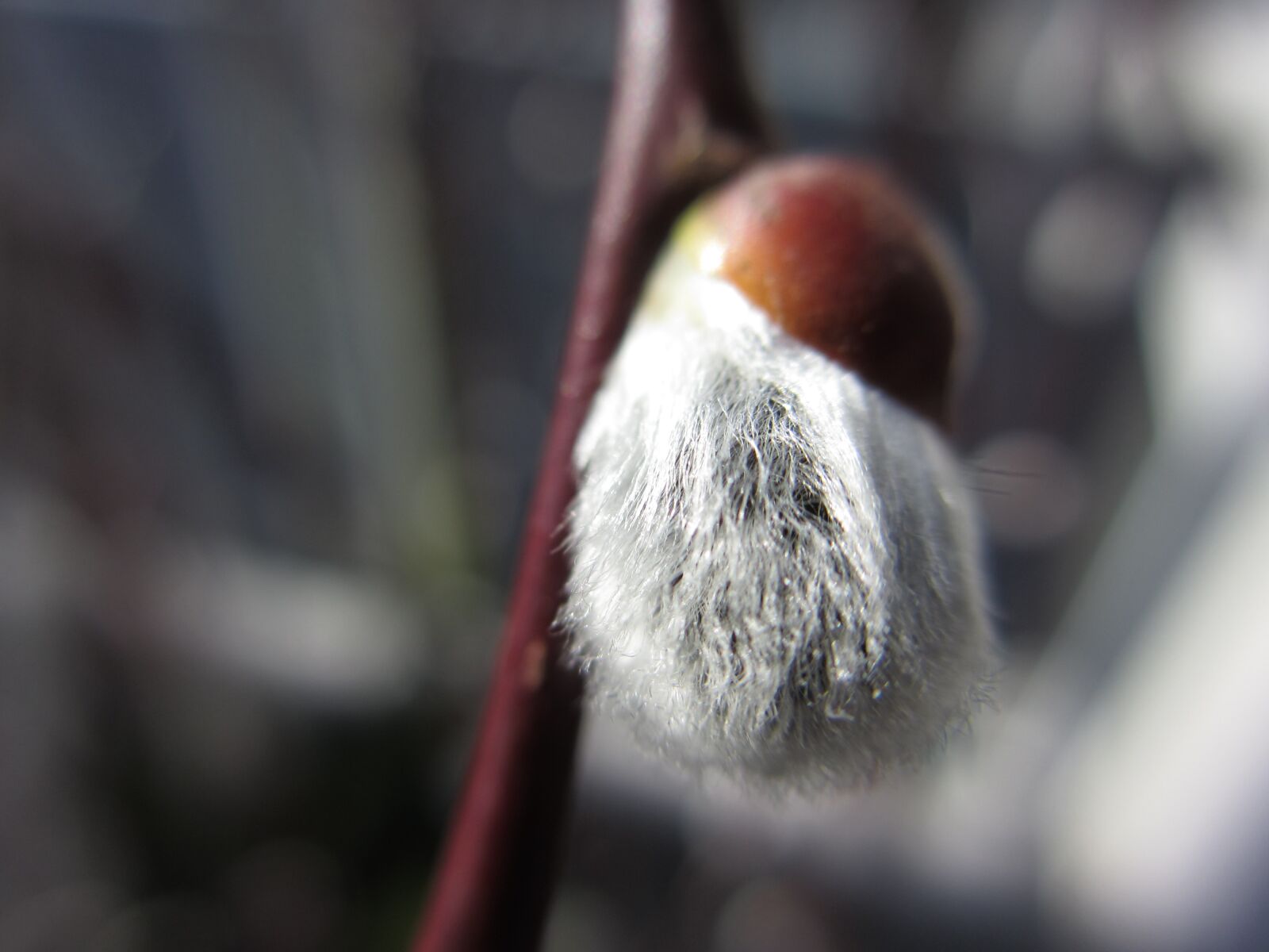 Canon PowerShot ELPH 310 HS (IXUS 230 HS / IXY 600F) sample photo. Spring, willow catkins, bud photography