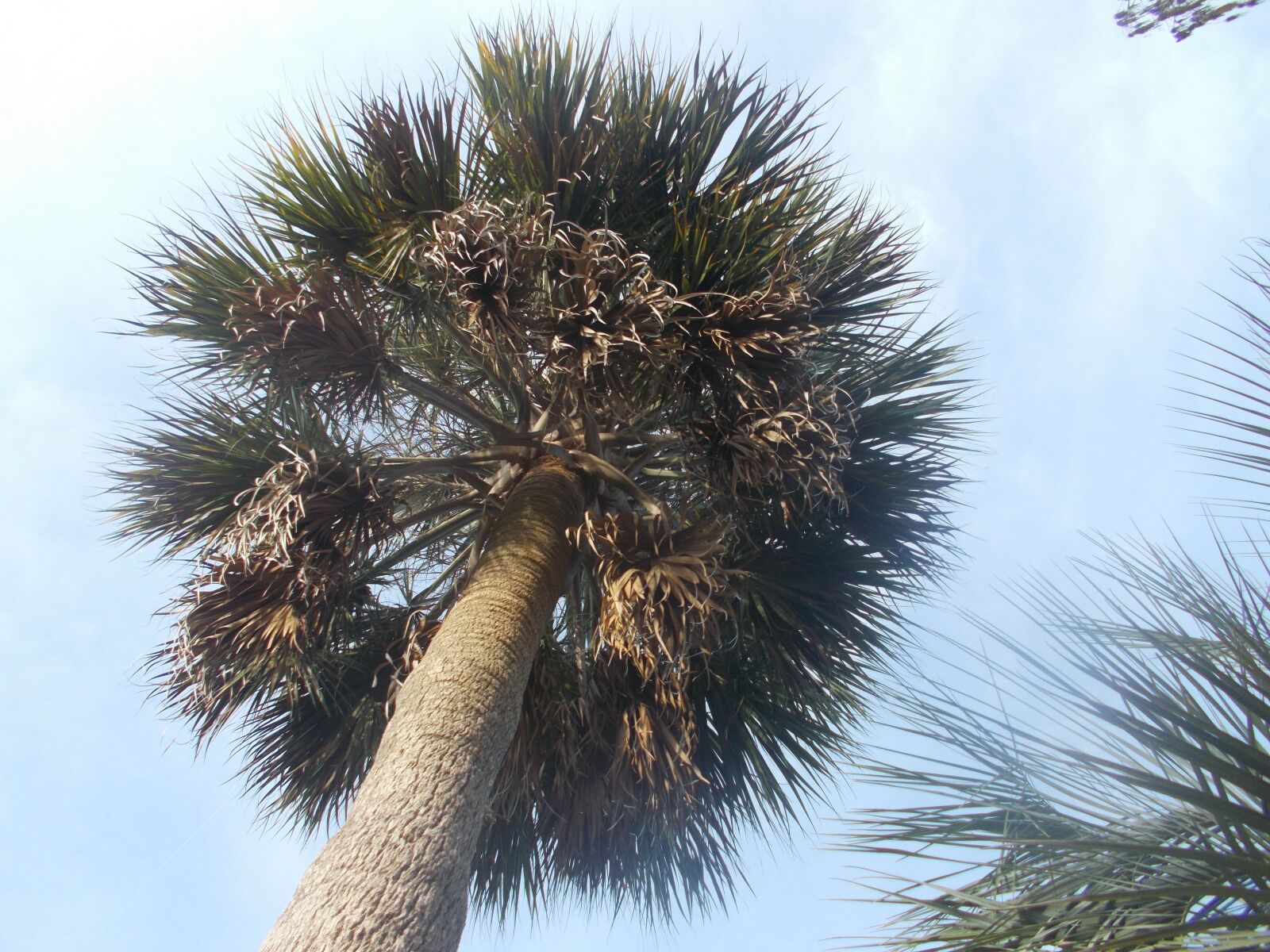 Nikon Coolpix A10 sample photo. Palm, tree, tropical photography
