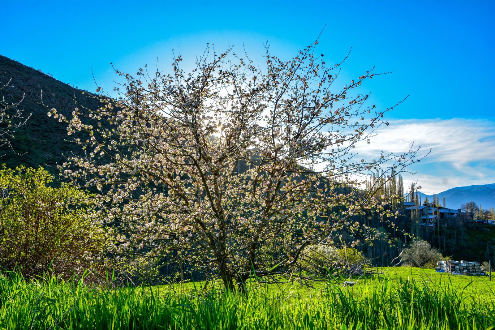 Nikon D7100 sample photo. Apple blossom, sprig, spring photography