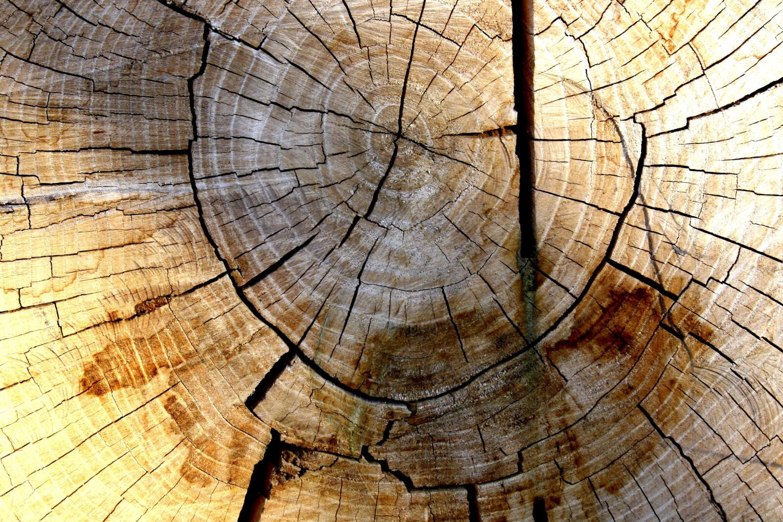 f/3.5-5.6 IS sample photo. Wood, ring texture photography