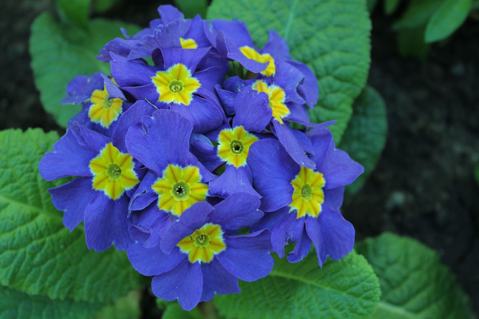 Canon EOS 1100D (EOS Rebel T3 / EOS Kiss X50) sample photo. Thinking, flower, flower blue photography