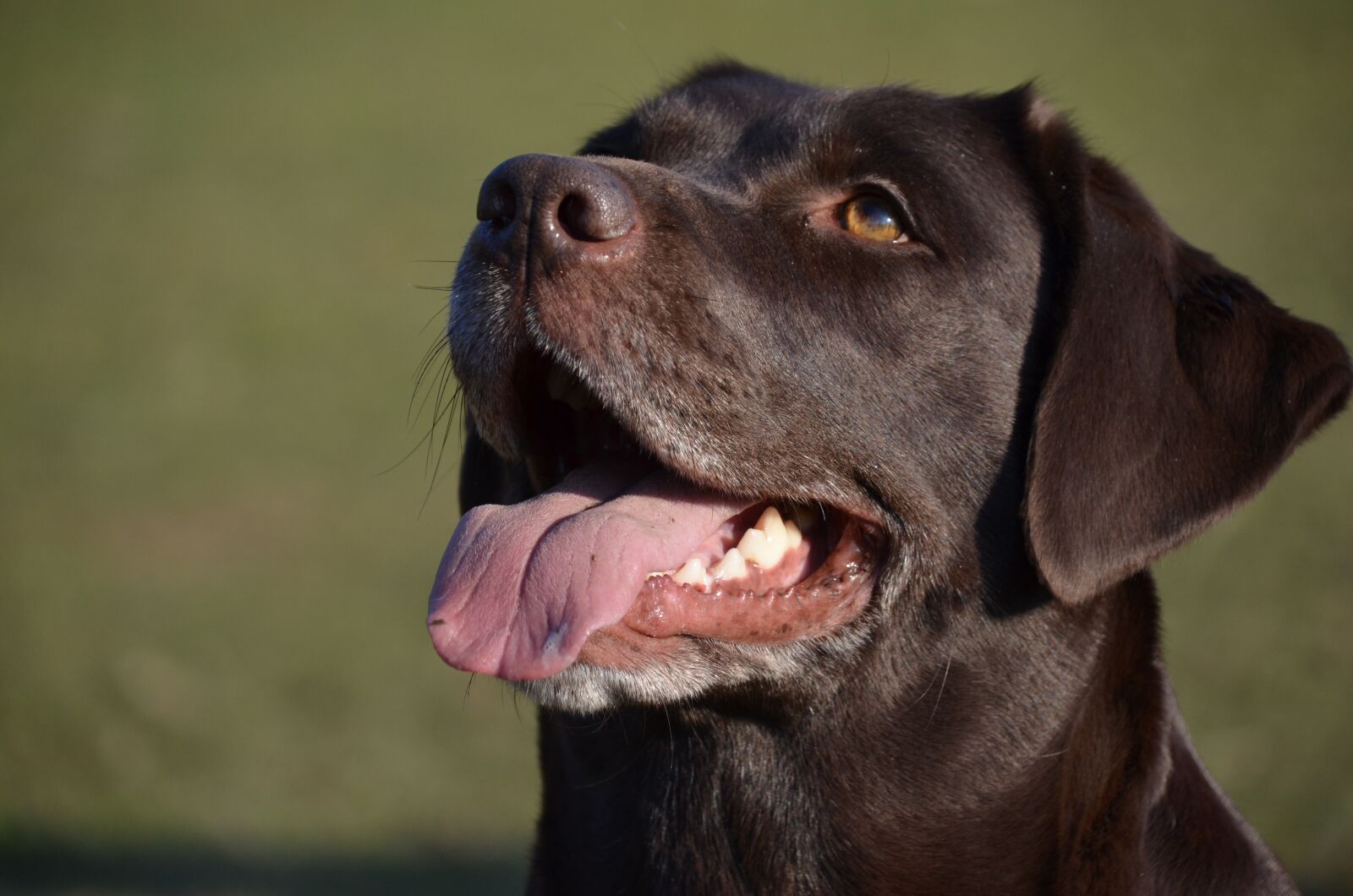 Nikon D5100 sample photo. Dog, happy, face photography