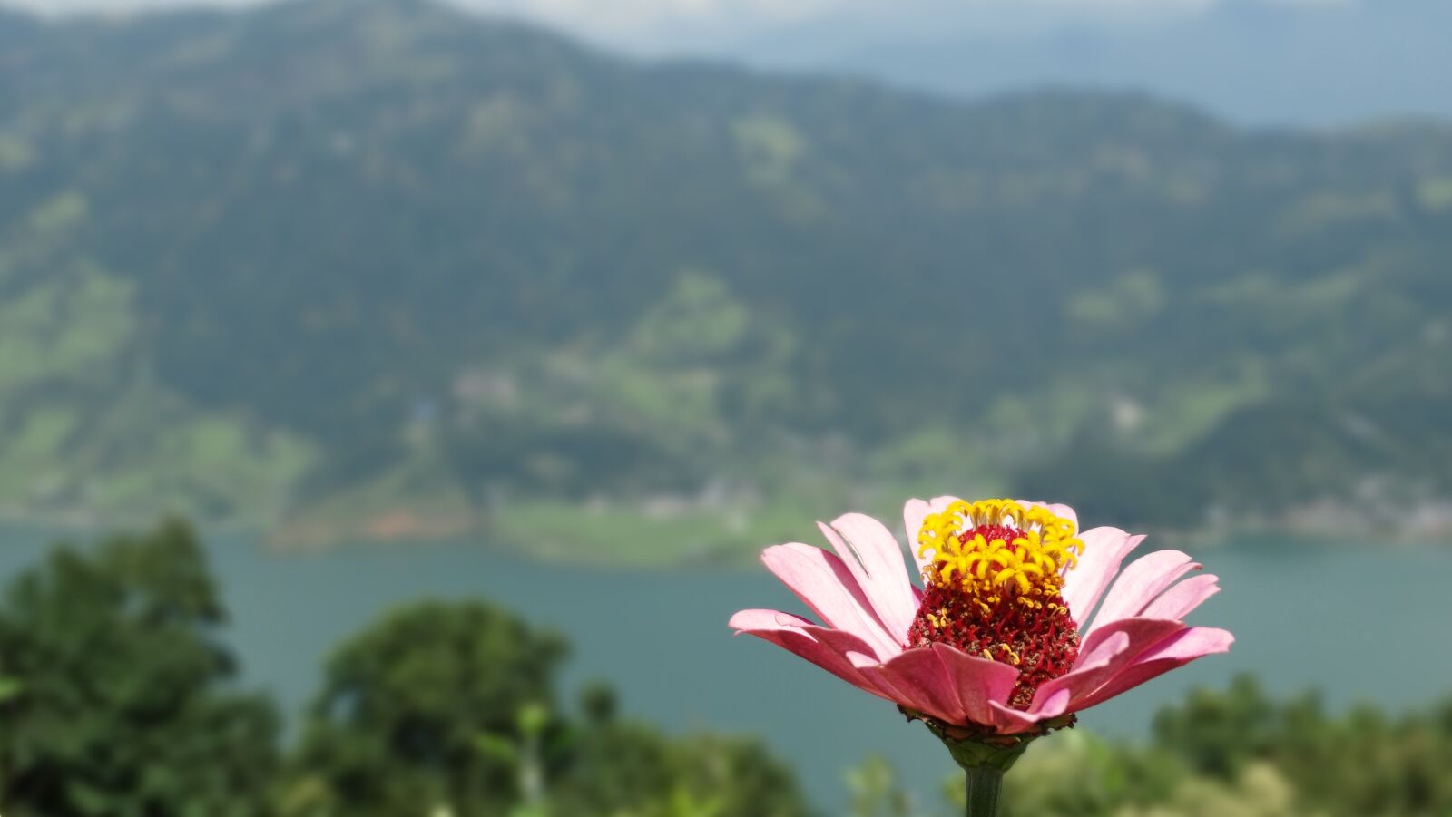 Sony Cyber-shot DSC-HX300 sample photo. Flower, pink, nature photography