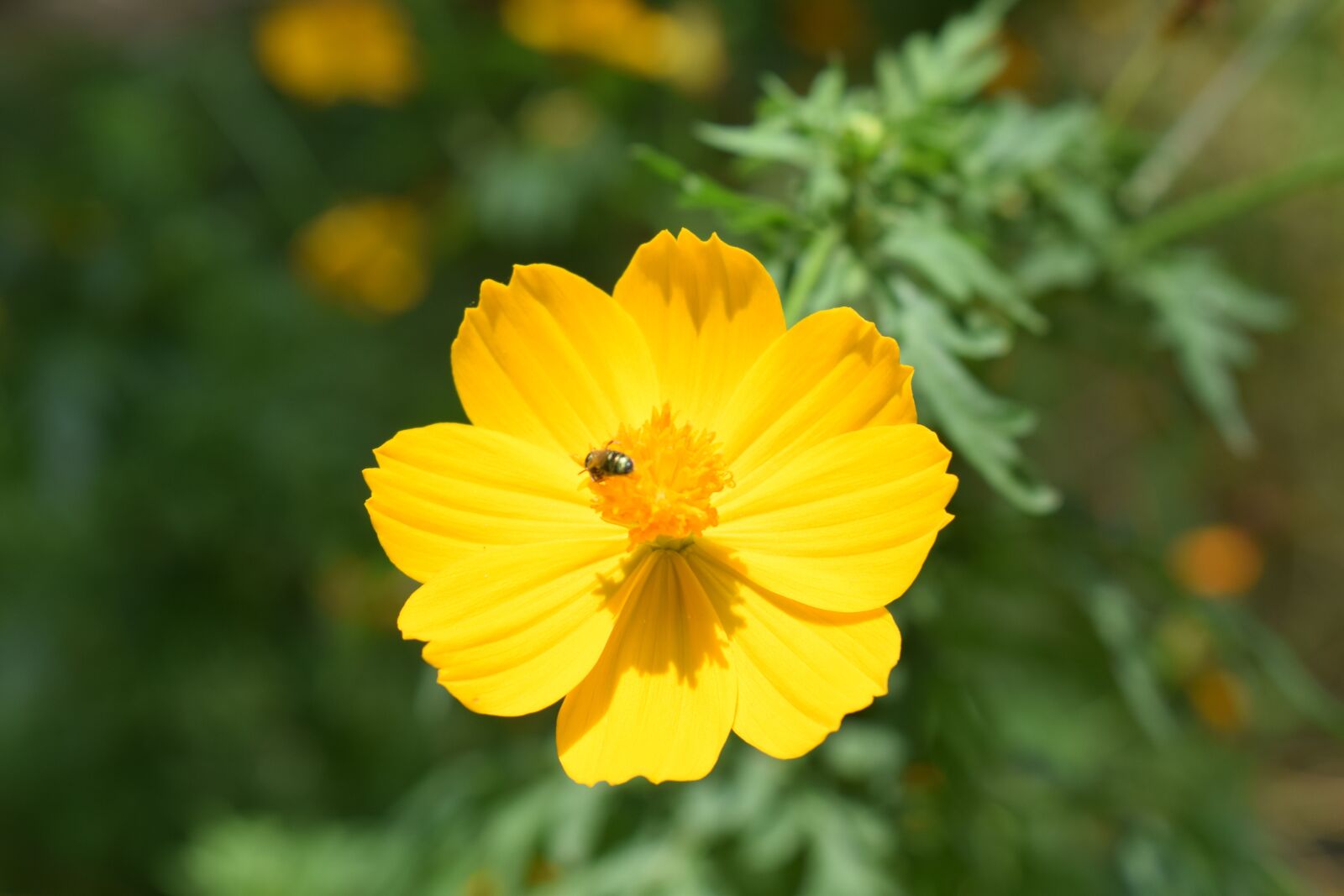 Nikon D3300 sample photo. Flower, yellow, nature photography