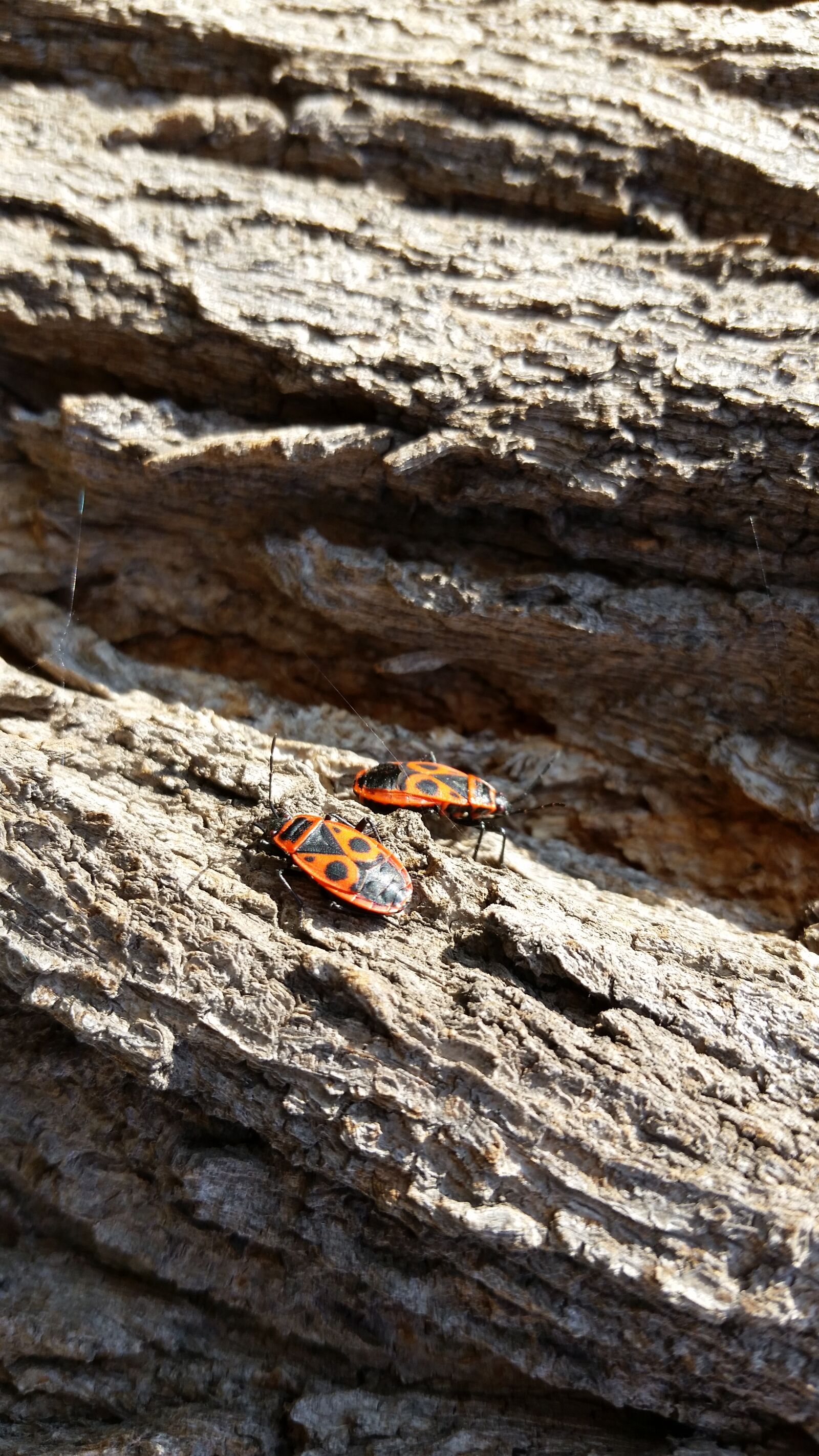 Samsung Galaxy S5 sample photo. Fire bug, insect, sunny photography
