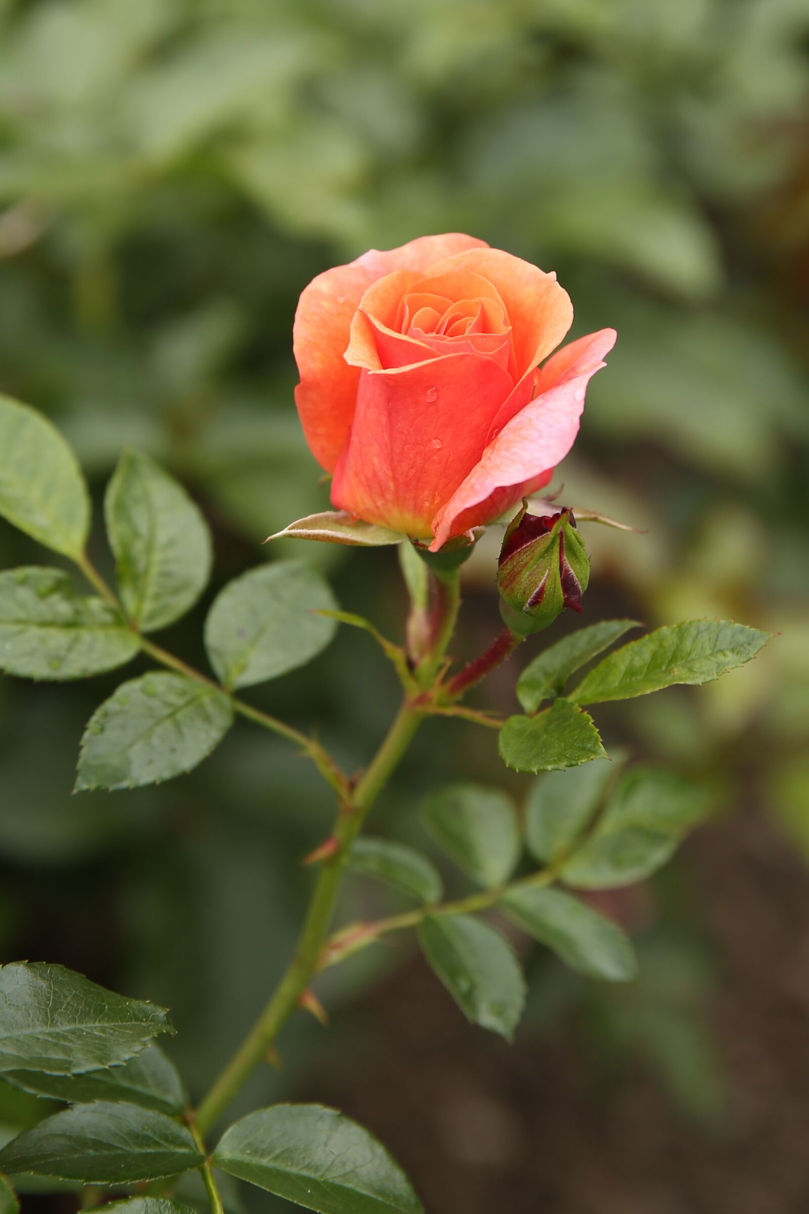 Canon EF 24-70mm F2.8L II USM sample photo. Red, summer, flower photography