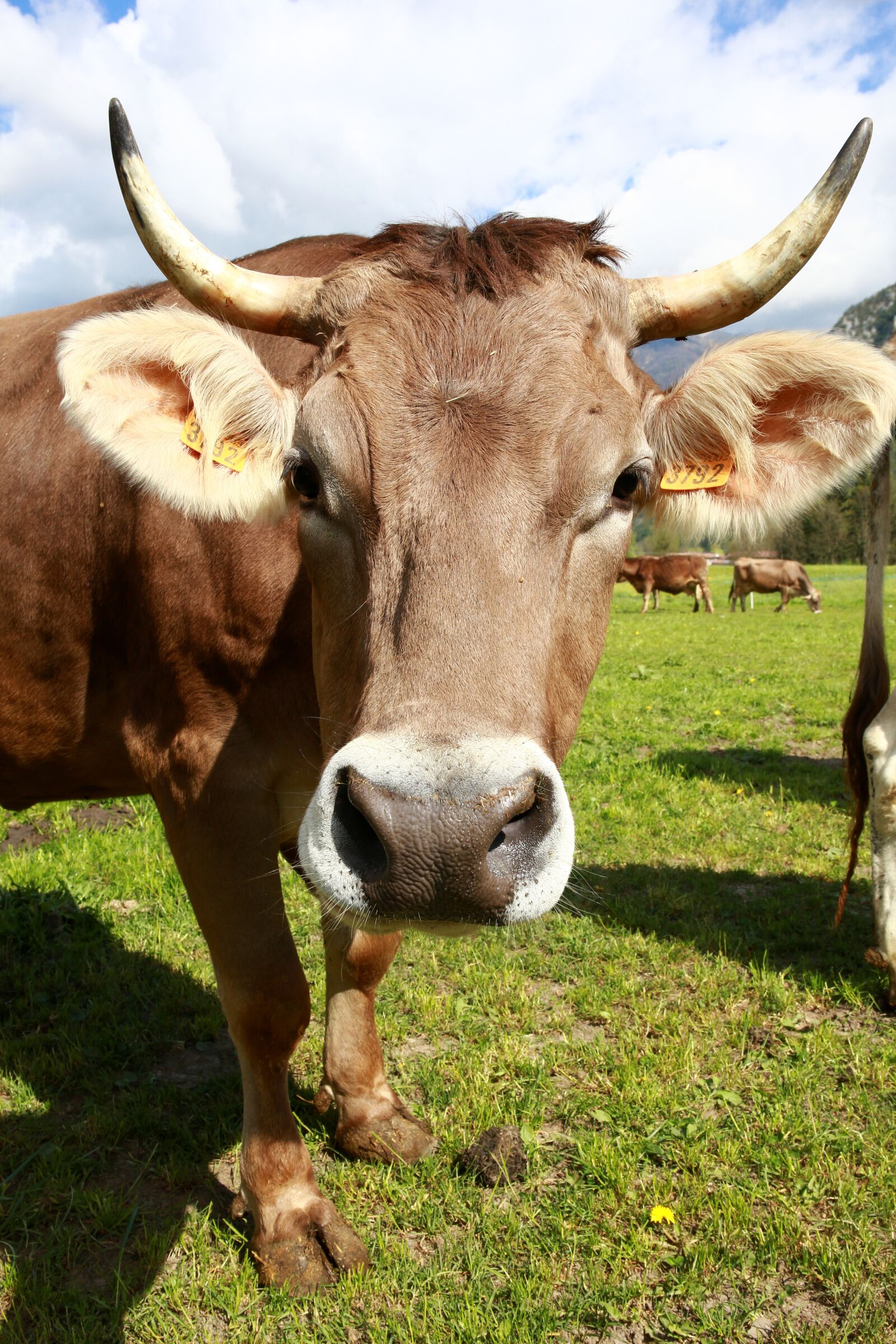 Canon EOS 5D Mark III sample photo. Bovino, cow, animals photography