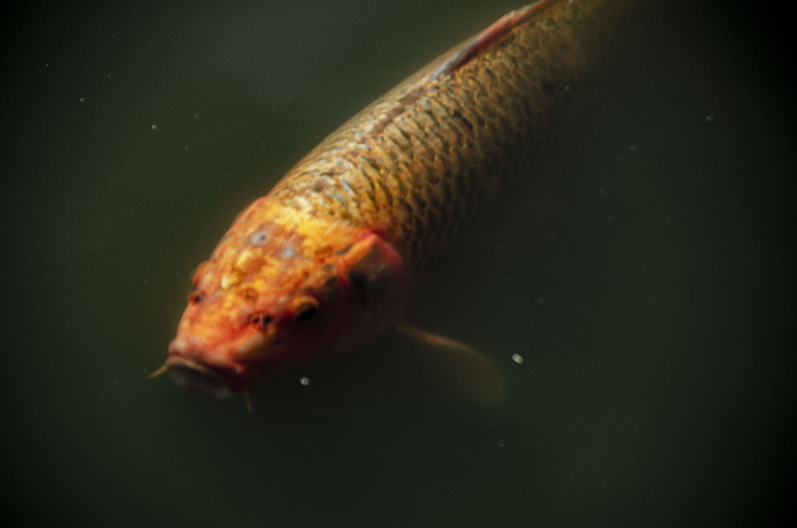 Nikon D5100 sample photo. Fish, dark picture, orange photography