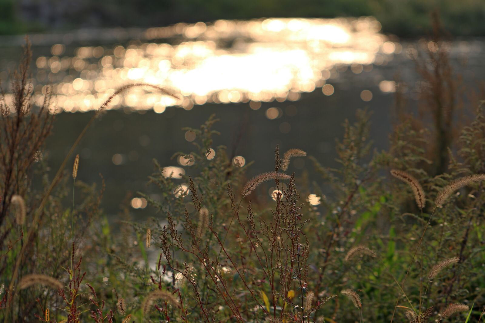 Canon EOS 7D Mark II sample photo. Foxtail, reed, riverside photography