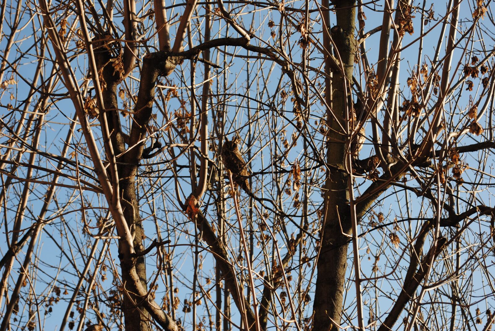 Nikon D3000 sample photo. Owl, animal, tree brown photography