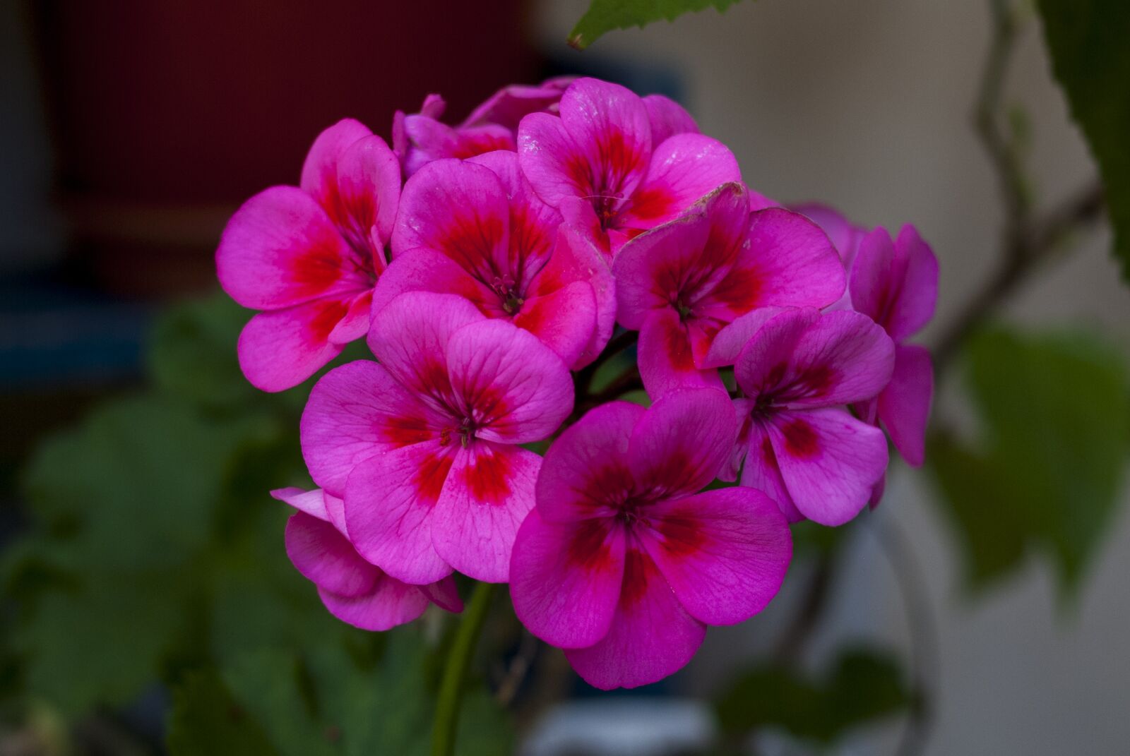 Nikon D60 sample photo. Flower, plant, garden photography