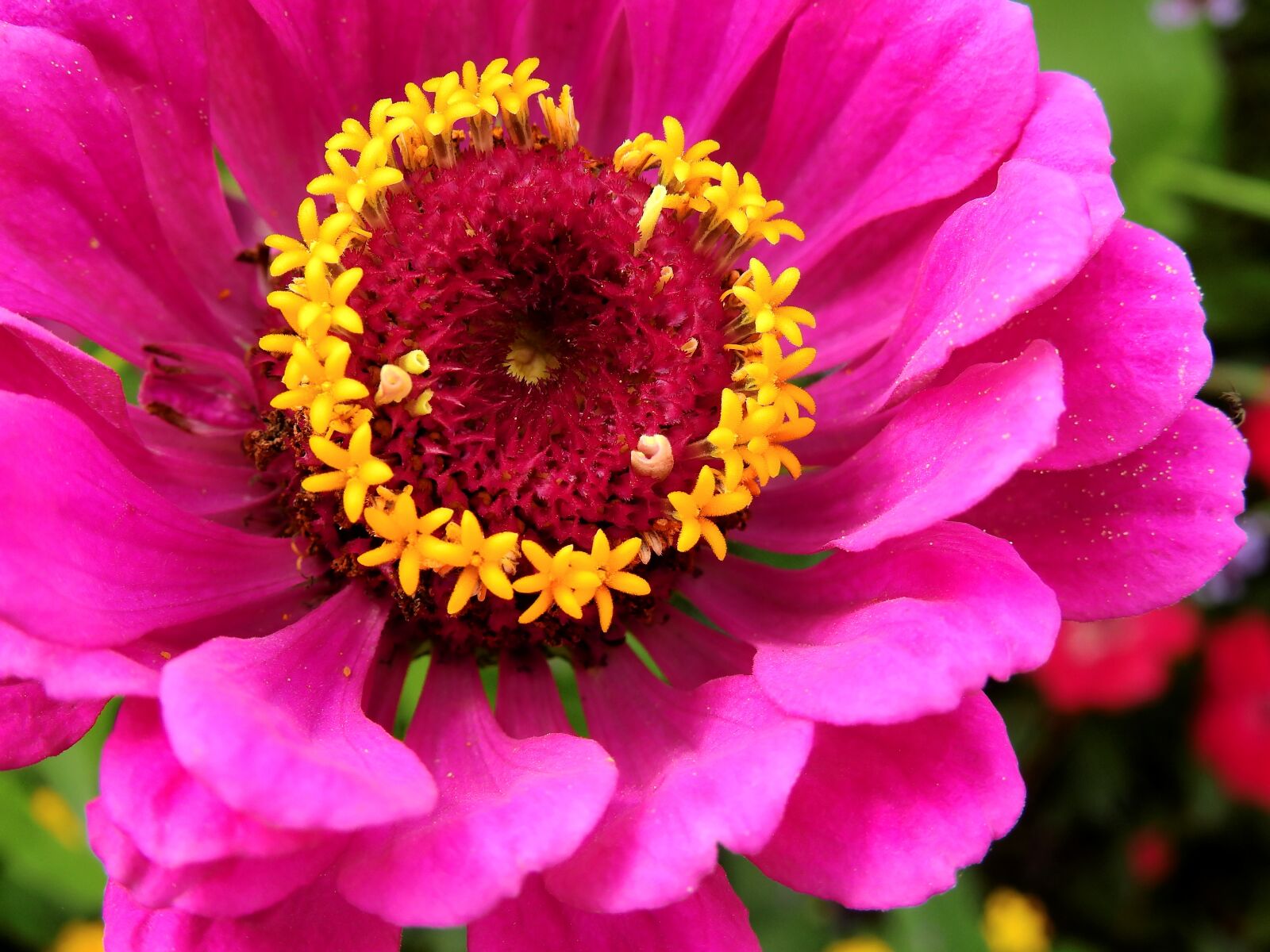 Nikon Coolpix P900 sample photo. Flowers, blossom, bloom photography