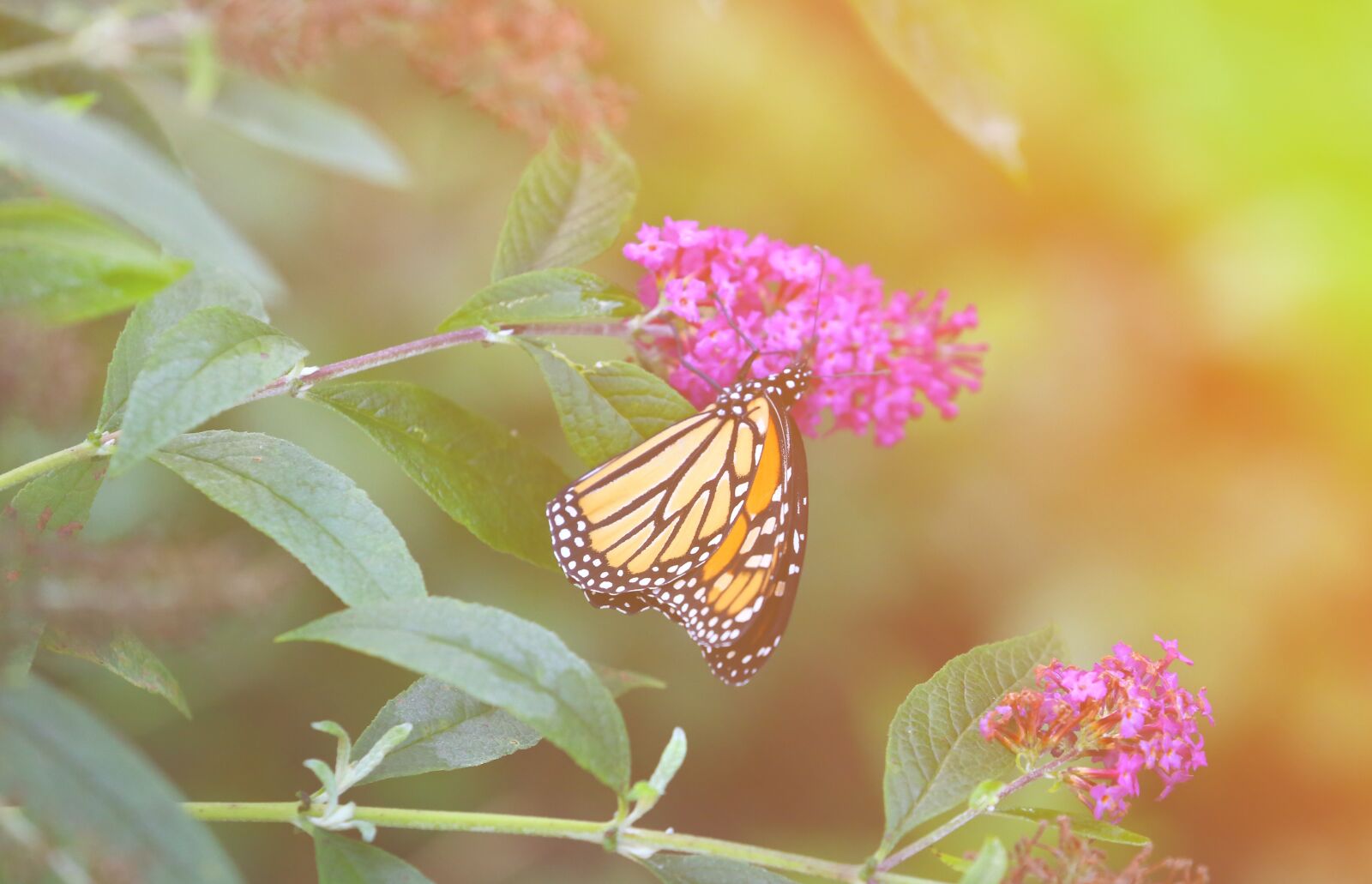 Canon EOS 5D Mark III sample photo. Monarch, butterfly, magic photography