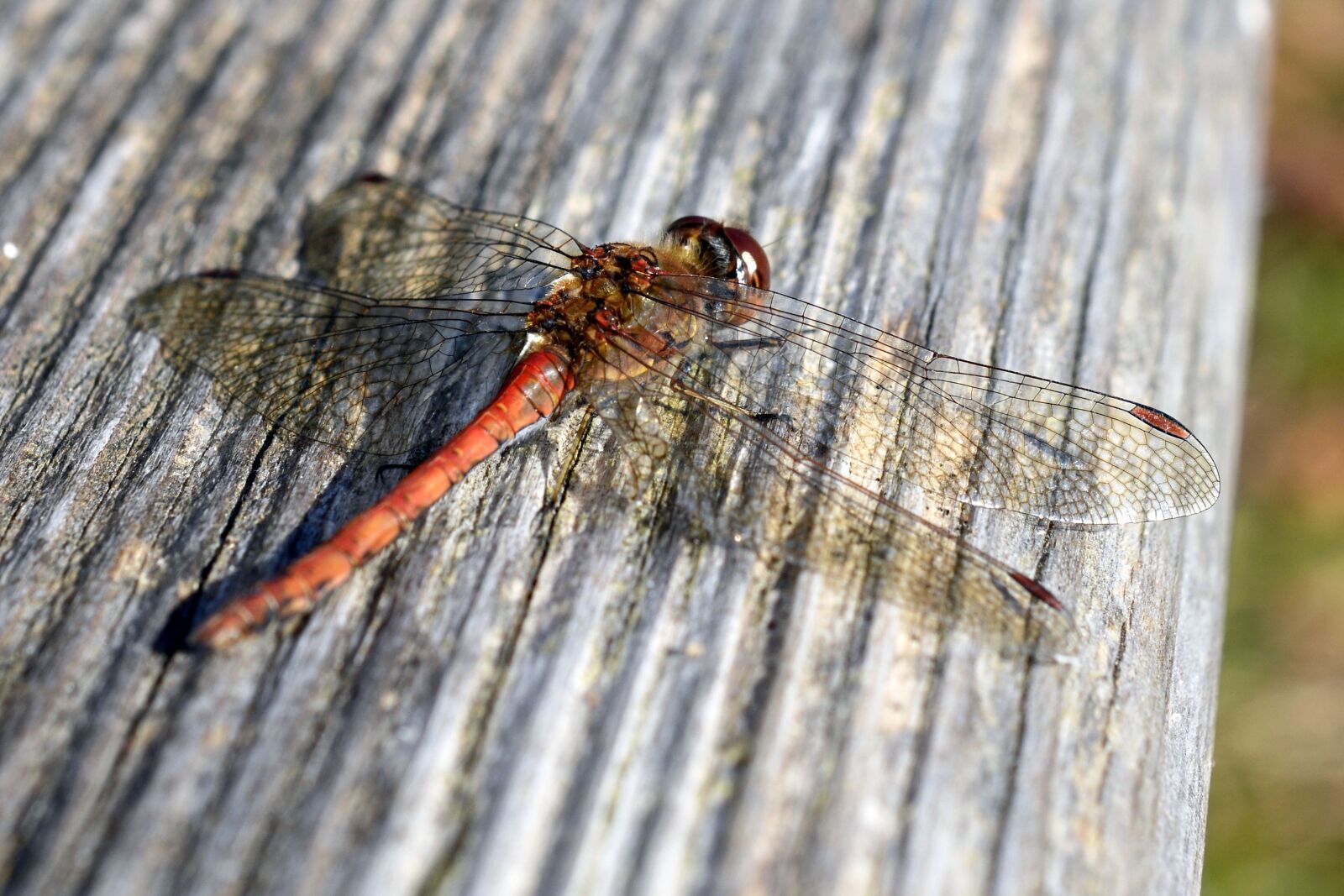 Nikon D7100 sample photo. Dragonfly, wing, insect photography