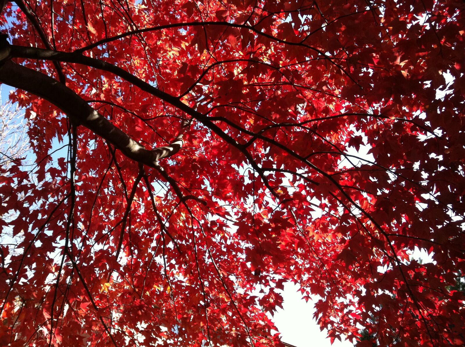 Apple iPhone 4 sample photo. Fall, leaves, autumn photography
