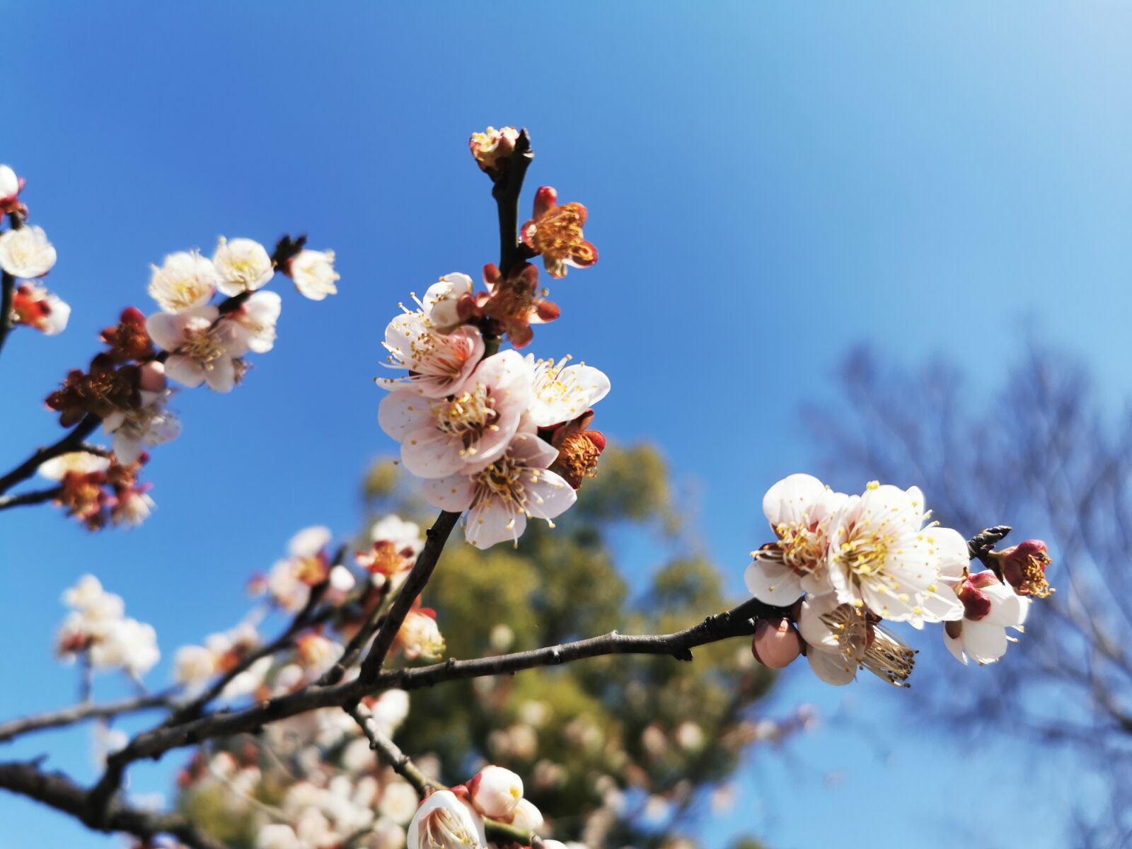 HUAWEI P30 Pro sample photo. Flower, spring, summer photography