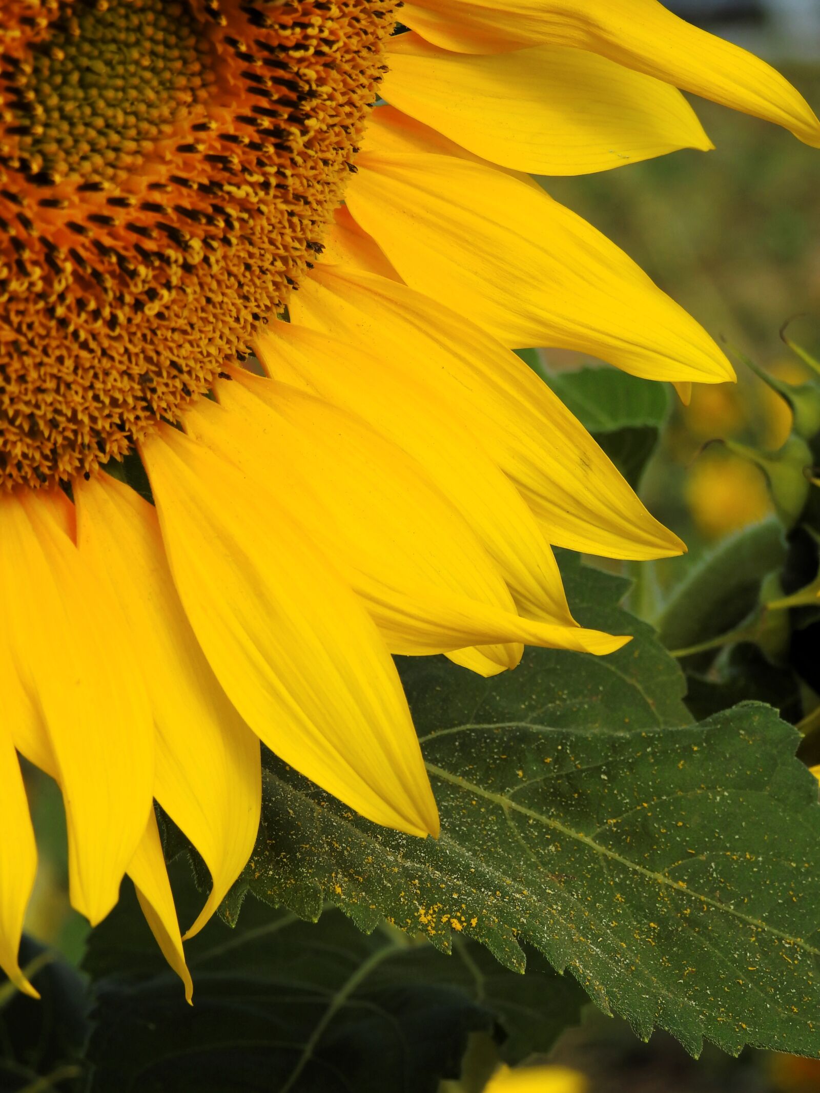Nikon Coolpix P900 sample photo. Flower, sunflower, yellow photography