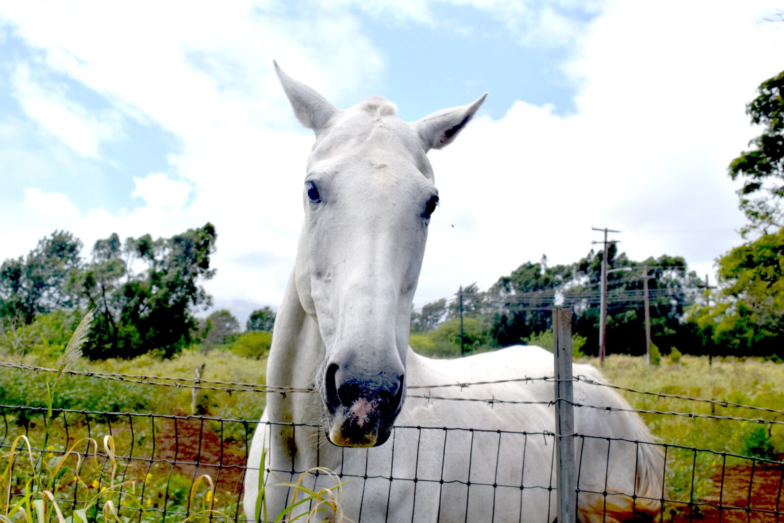 Nikon D3300 sample photo. Horse, equestrian, wildlife photography