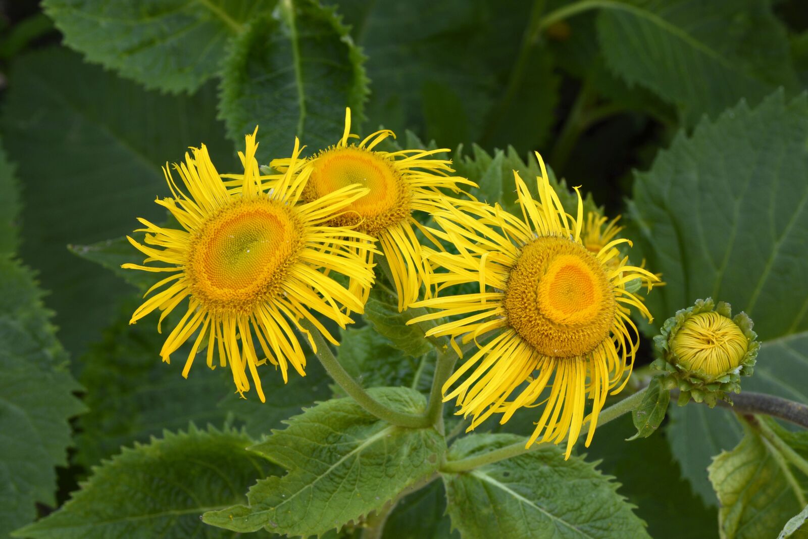 Nikon D7100 sample photo. Telekie, flower, flowers photography