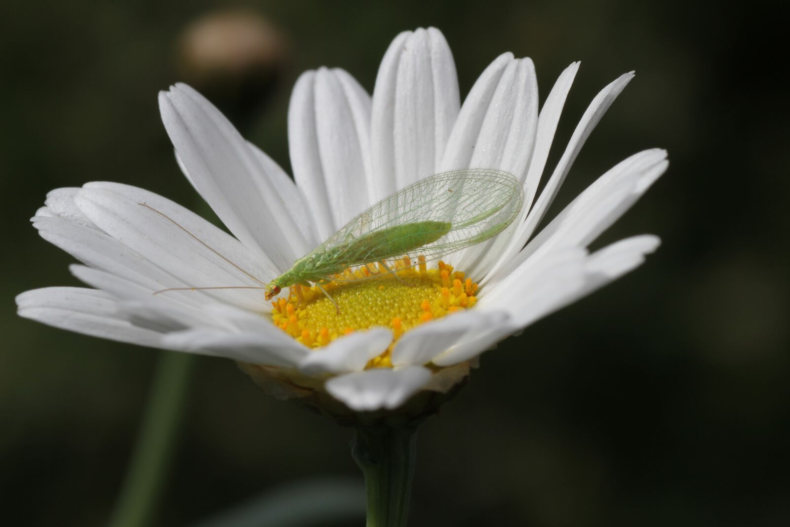 Canon EOS 7D sample photo. Blossom, bloom, lacewing photography