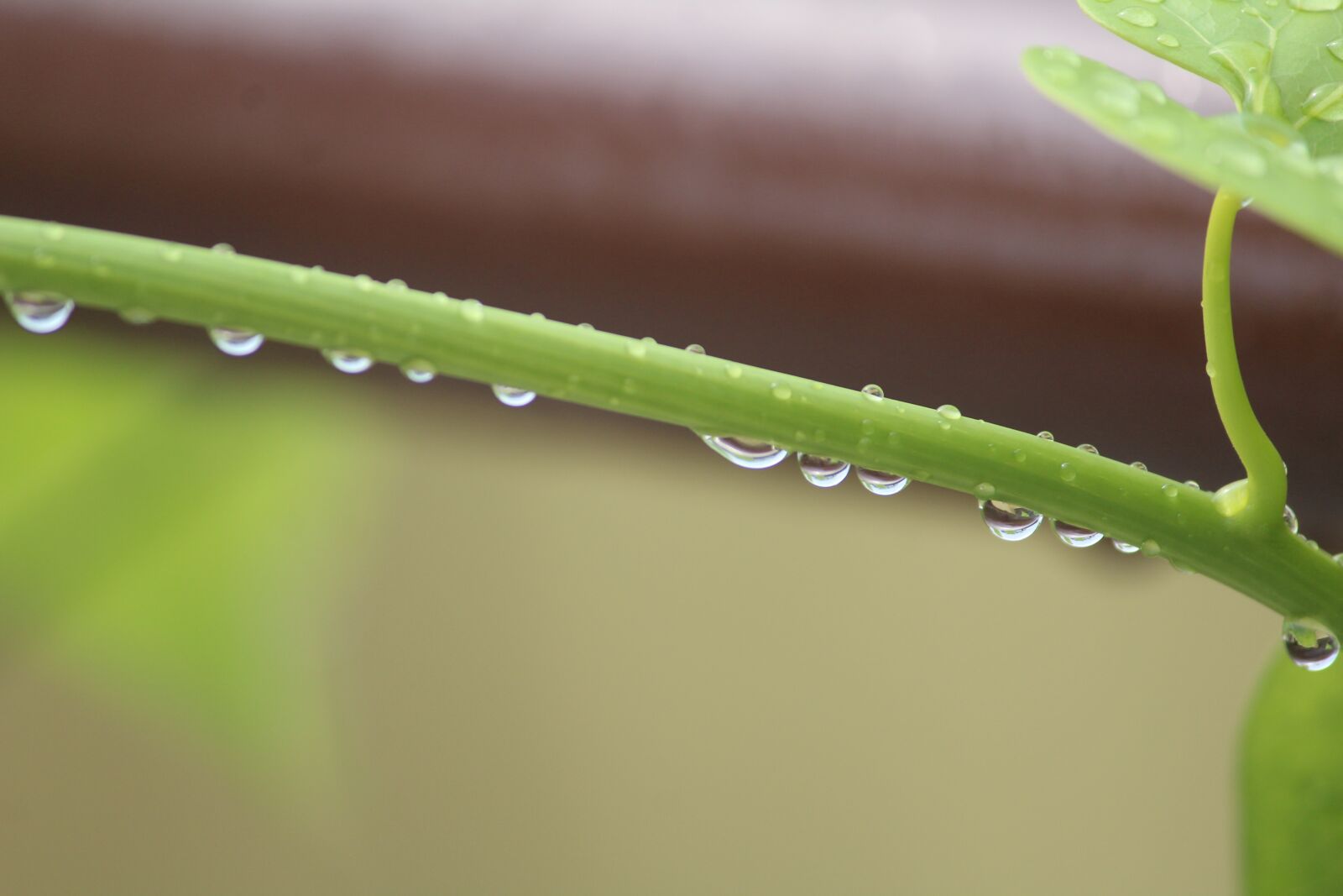 Canon EOS 1200D (EOS Rebel T5 / EOS Kiss X70 / EOS Hi) sample photo. Tinospora cordifolia, heart-leaved moonseed photography
