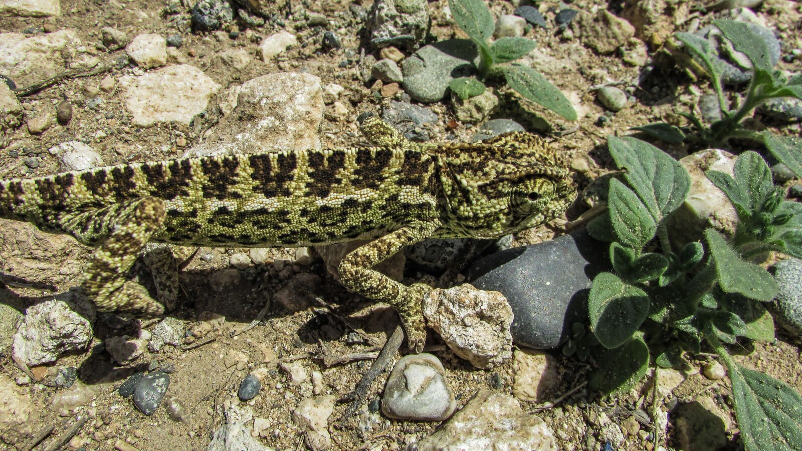 Canon PowerShot SX400 IS sample photo. Cyprus, chameleon, animal photography