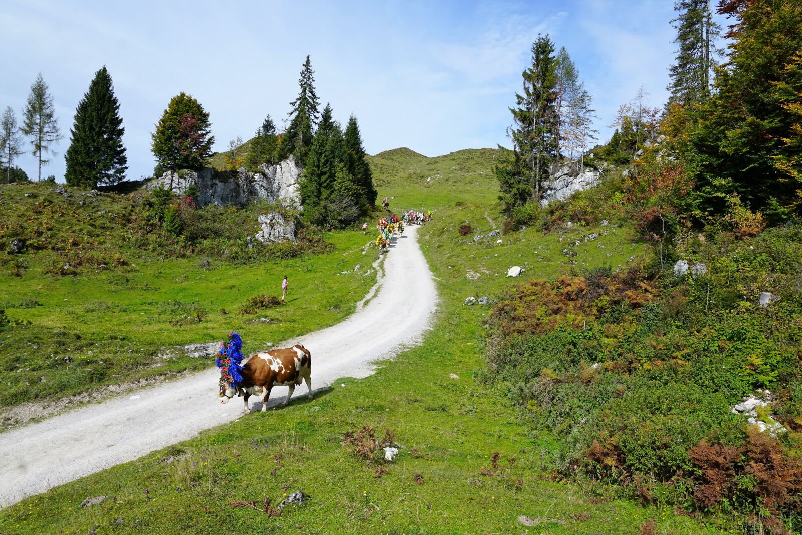 Sony ILCA-77M2 + Sony DT 16-50mm F2.8 SSM sample photo. Alm, austria, wilder photography