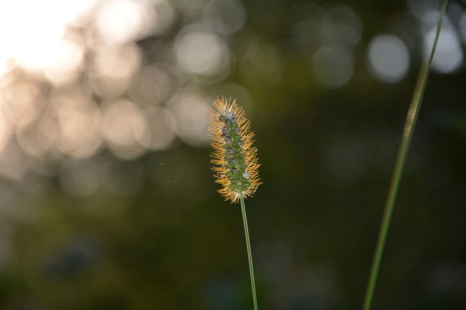 Nikon D7100 sample photo. Close-up, macro, greens photography