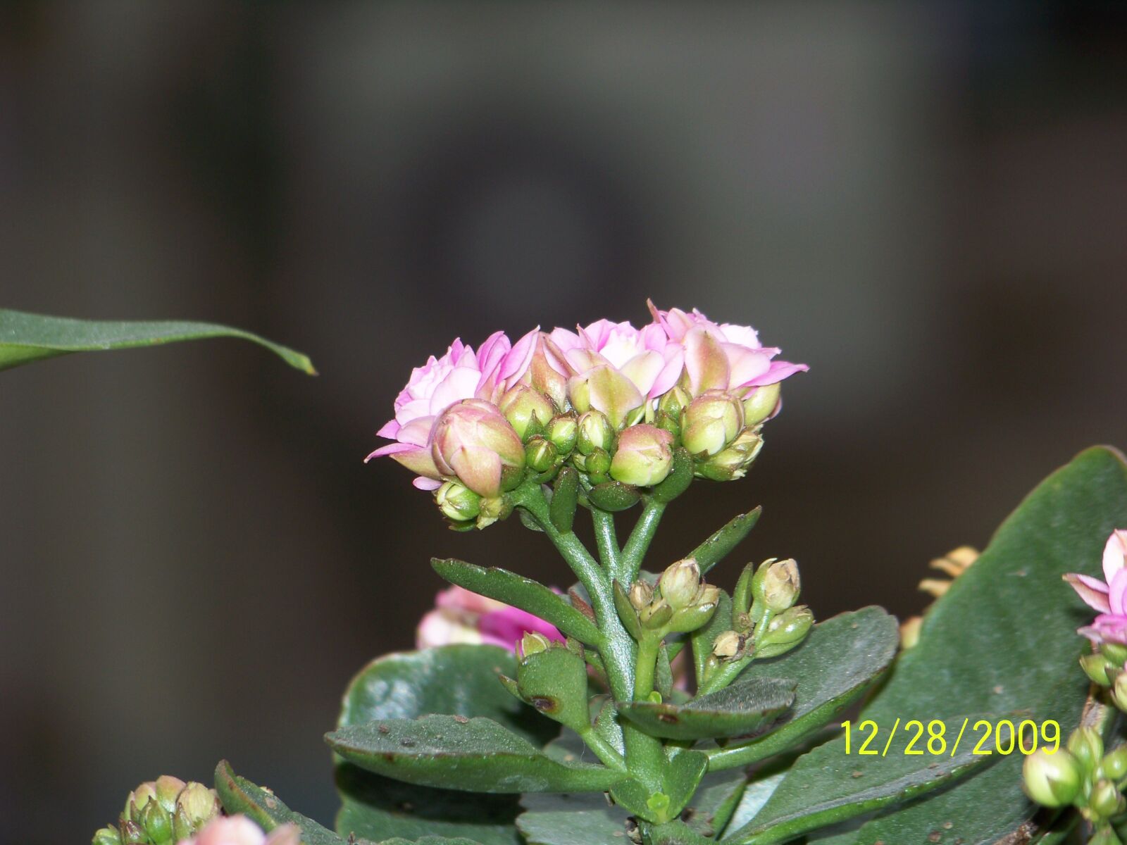 Kodak Z812 IS ZOOM DIGITAL CAMERA sample photo. Own flowers, close-up, share photography