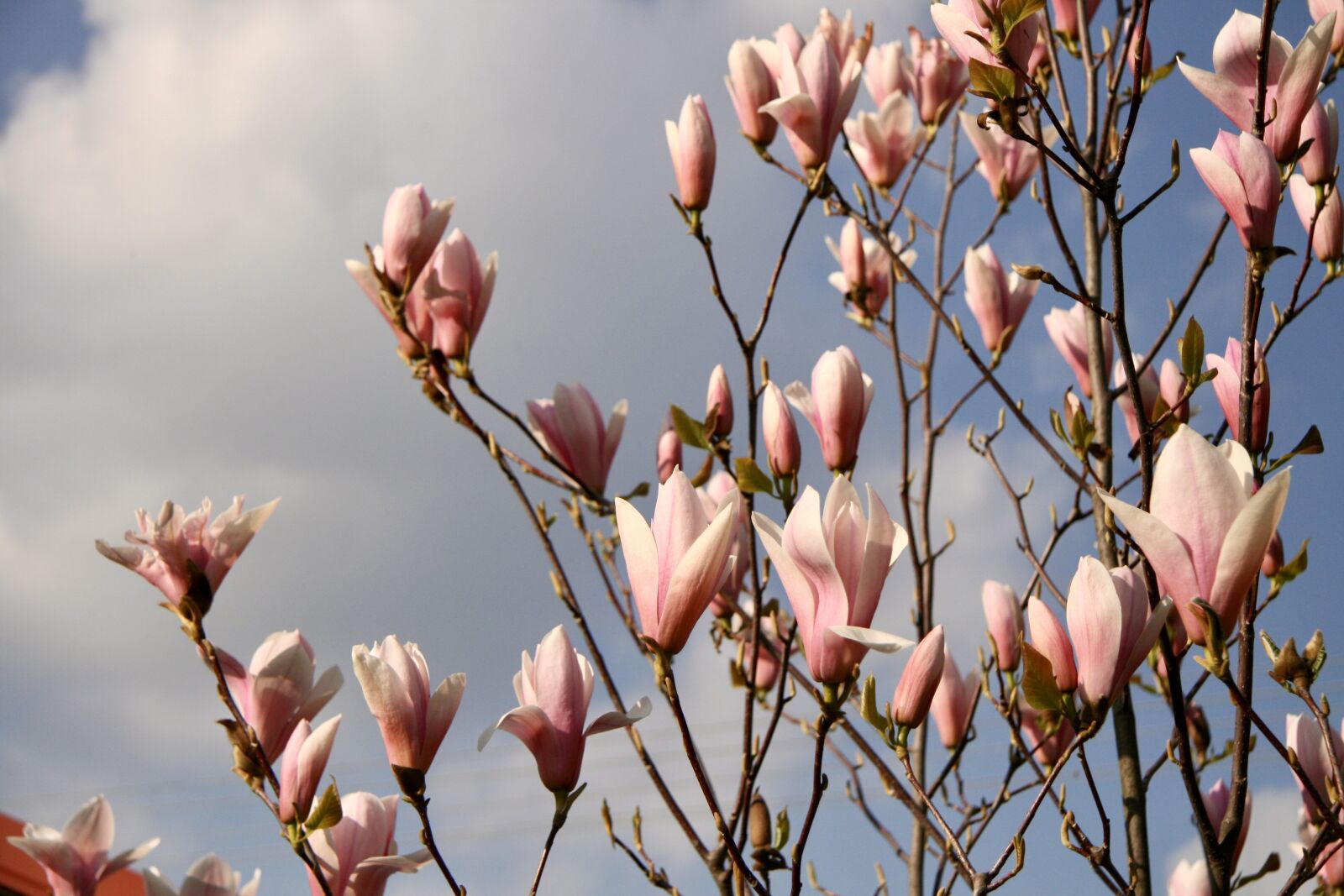 Canon EOS 400D (EOS Digital Rebel XTi / EOS Kiss Digital X) sample photo. Magnolia, garden, spring photography