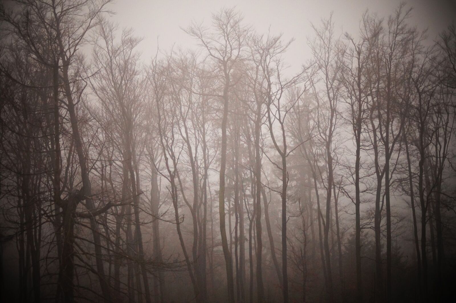 Sony SLT-A58 + Sony DT 55-200mm F4-5.6 SAM sample photo. Winter, fog, trees photography
