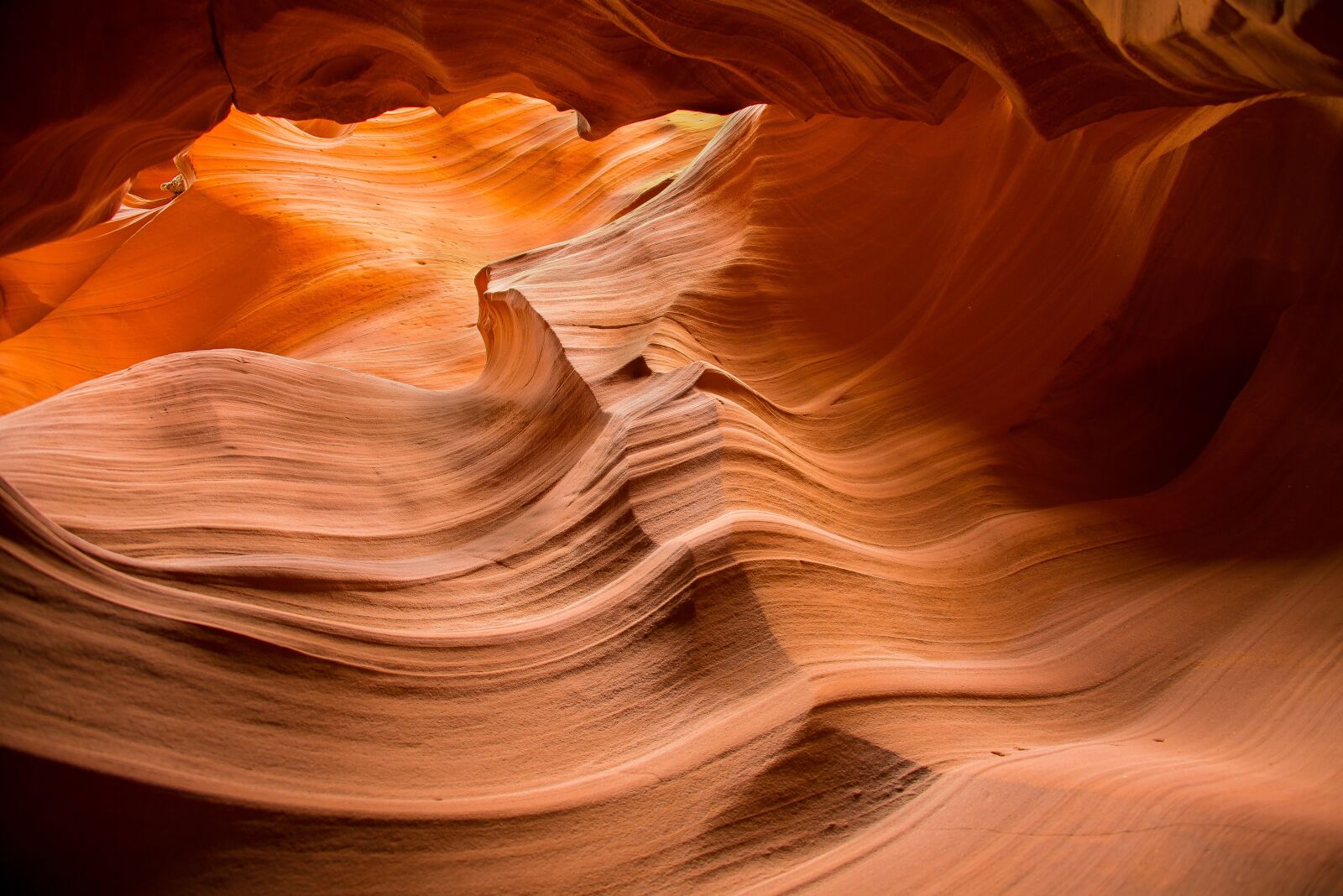 Nikon D600 sample photo. Antelope, united states, nature photography