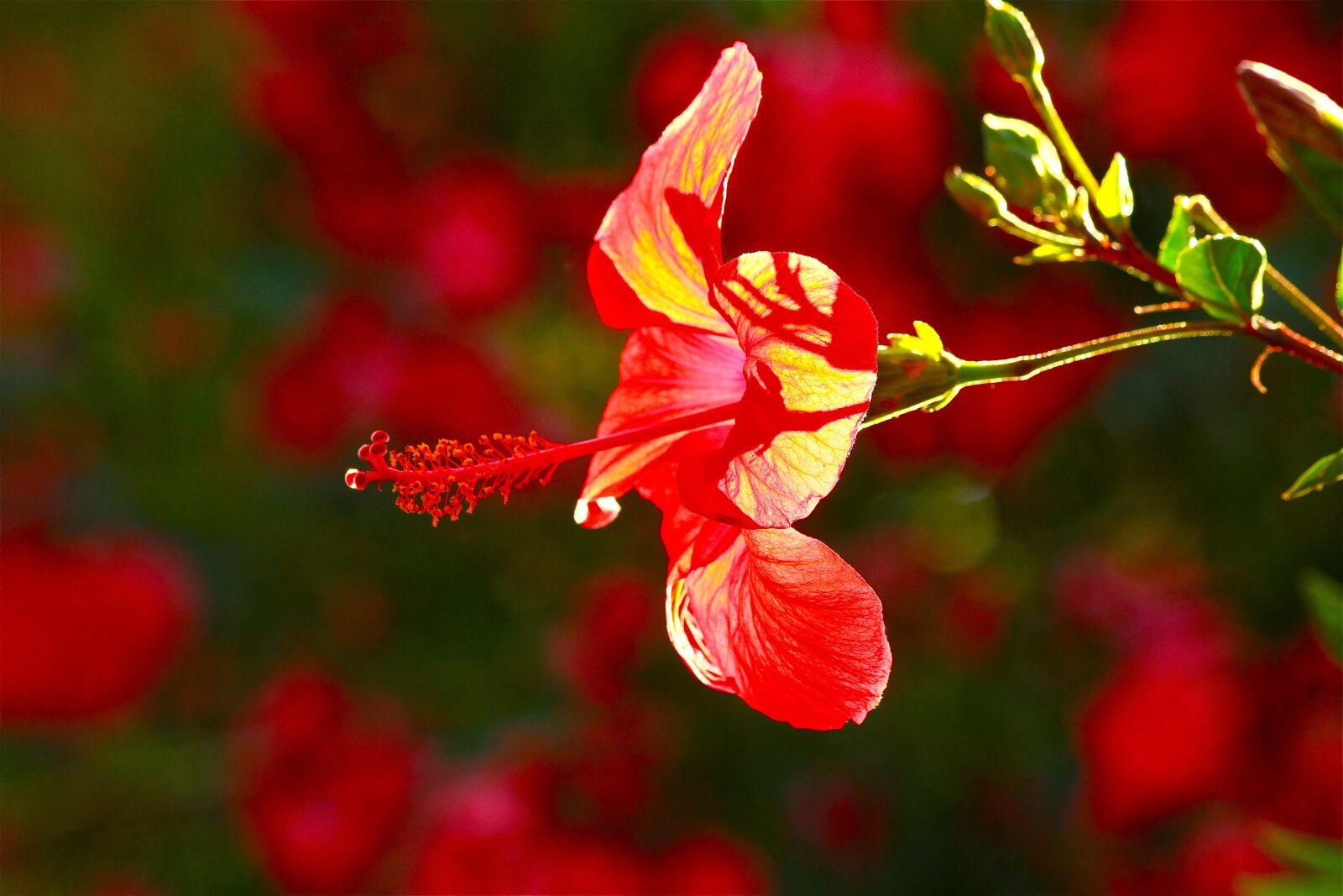 Canon EOS 7D sample photo. Hibiscus, summer flower, red photography