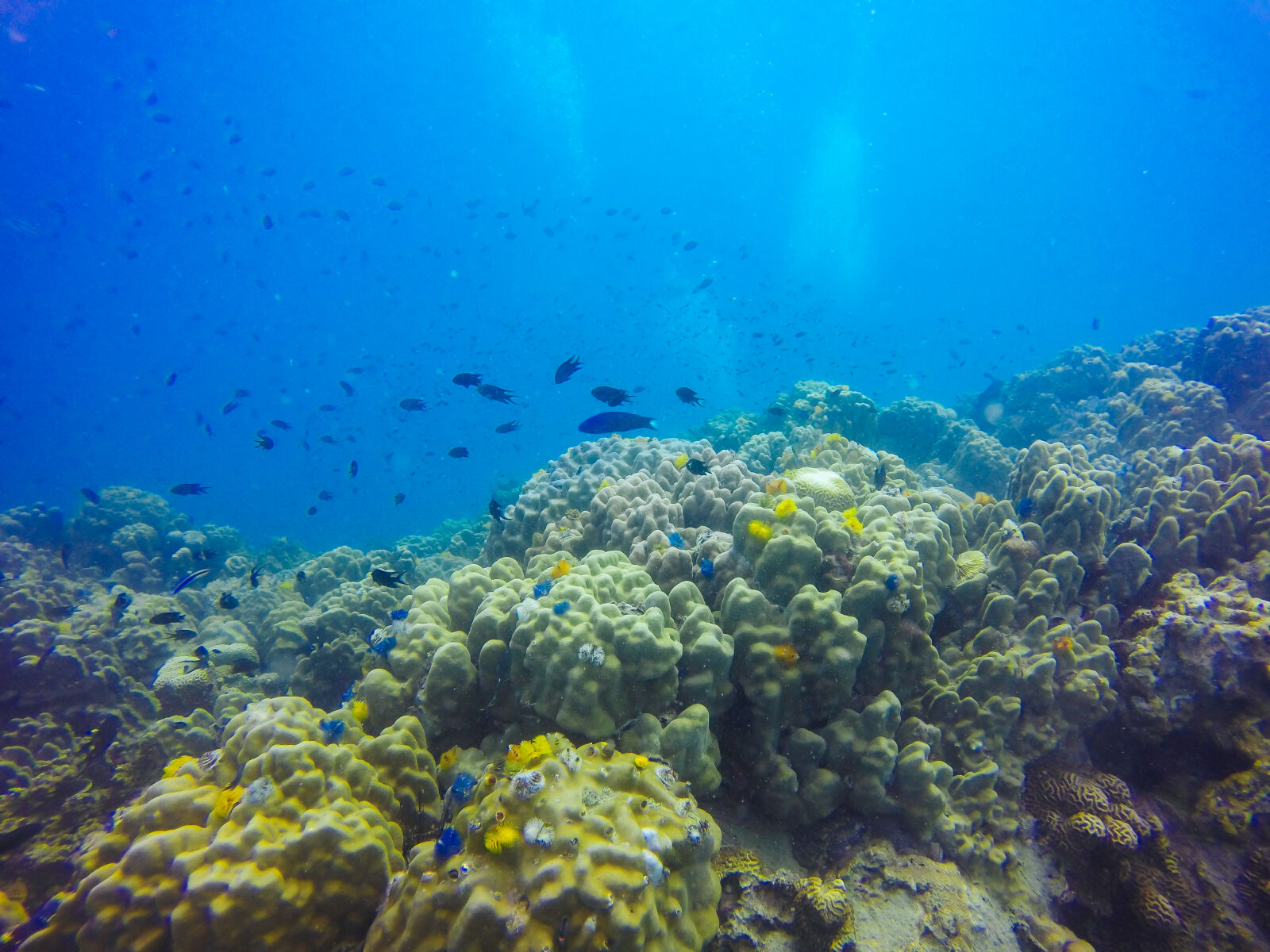 GoPro HERO4 Silver sample photo. Animal, aqua, aquarium, aquatic photography