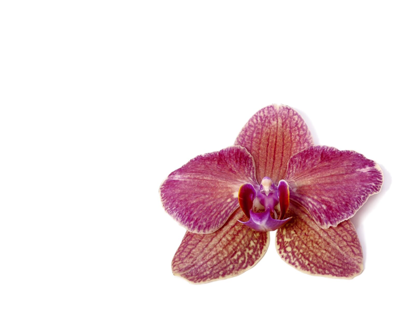 Canon EOS 1000D (EOS Digital Rebel XS / EOS Kiss F) sample photo. Phalaenopsis, orchid, phalaenopsis orchid photography