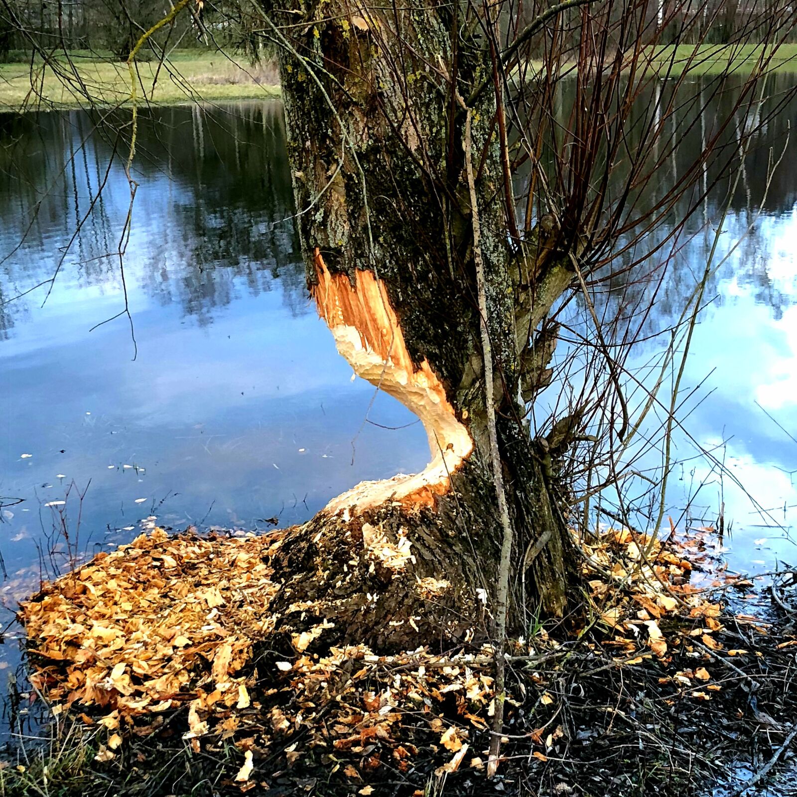 Apple iPhone 8 sample photo. Beaver, tree, beaver tracks photography